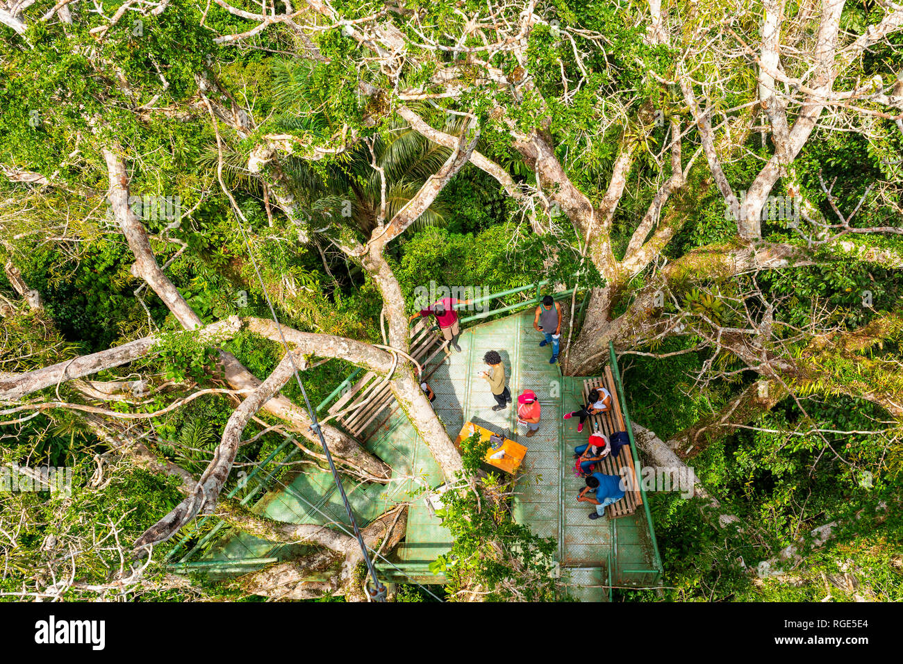 Tourists up on a observation tower built in a Ceiba tree in the Amazon