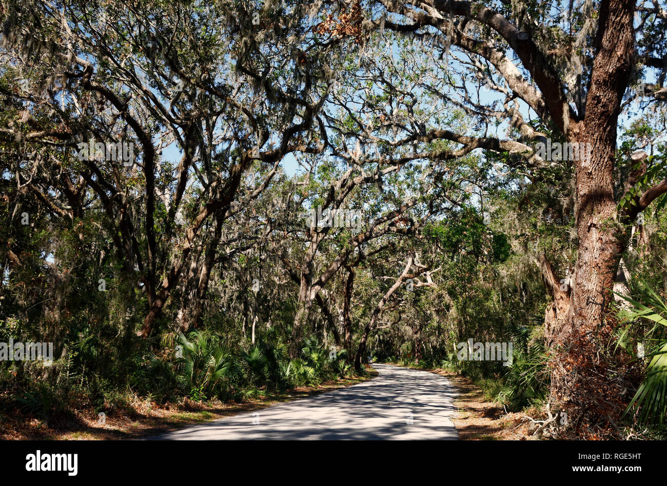curved road, overhead tree canopy, Spanish moss, filtered sunlight, peaceful, Fort Clinch State Park, Fernandina Beach; FL, autumn; horizontal Stock Photo
