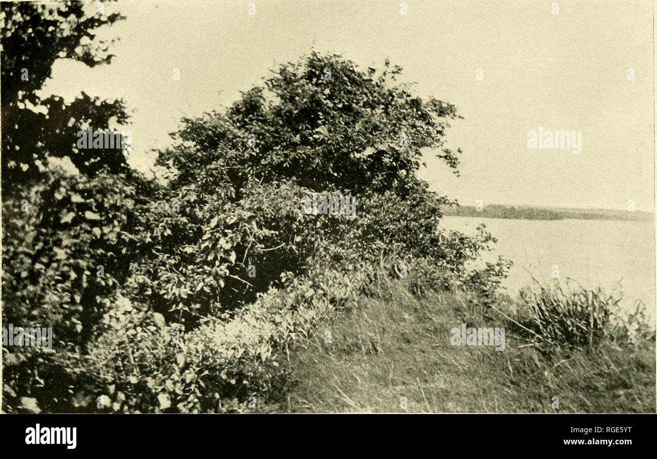 . Bulletin of the Illinois State Laboratory of Natural History. Natural history -- Illinois. Plate XTX.. Fig-. 1. Associations on tbe river dune, Hanover area. In the rifjht foreground, the deposit association, with a large bunch of Panicum virgatum and abundant Aristida tuberculosa; behind it, tlie .S';Â«//Â«(â /Â«/association ; in the background the dune thicl^ets, with a dense tang-le of lianes.. Please note that these images are extracted from scanned page images that may have been digitally enhanced for readability - coloration and appearance of these illustrations may not perfectly resem Stock Photo