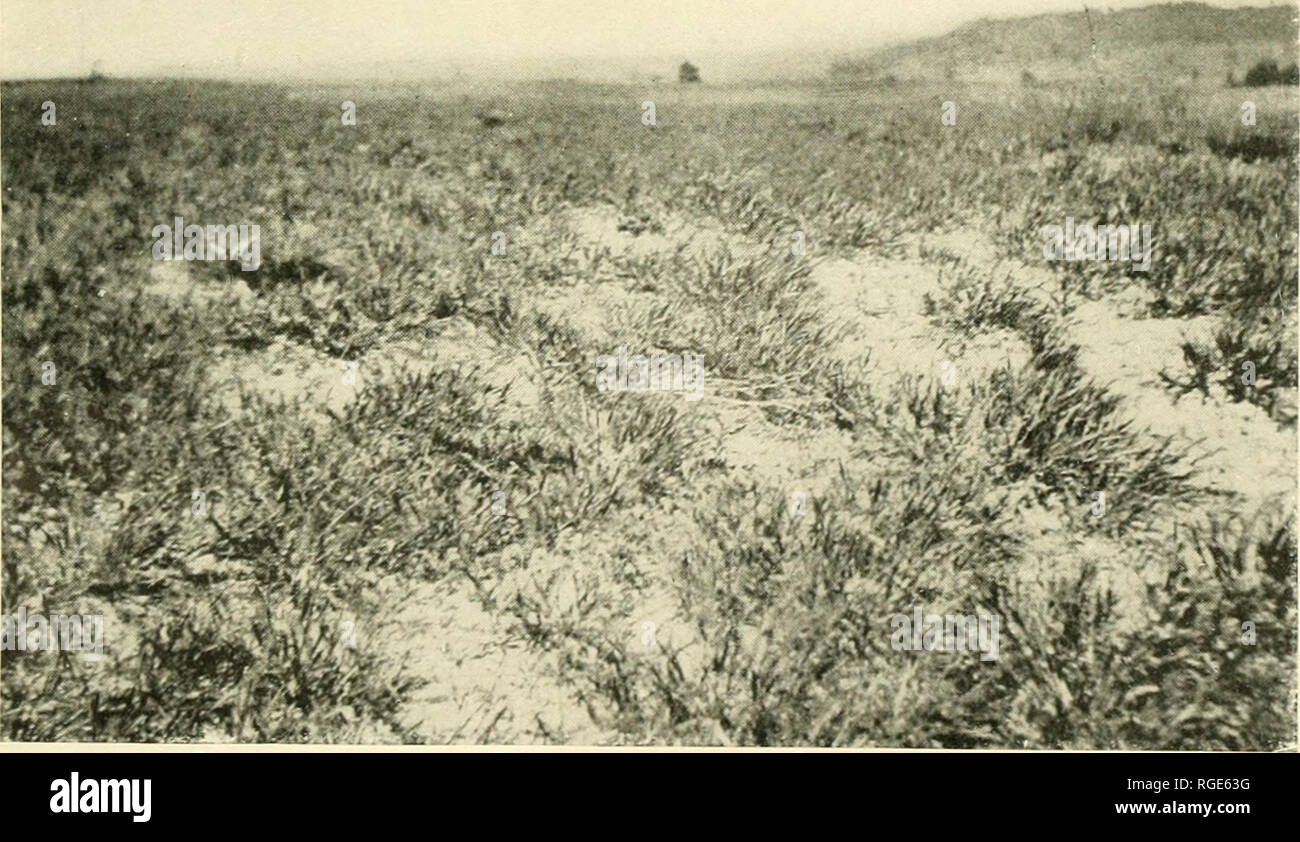 . Bulletin of the Illinois State Laboratory of Natural History. Natural history -- Illinois. Fig-. 1. L(U.uiiaiii developiueiil of the mixed bunch-grass association in a deijies.sioa be- tween dunes in the Hanover area.. Piy. 2. Typical developuieut of the Panicum pseudopubescens association, Hanover area.. Please note that these images are extracted from scanned page images that may have been digitally enhanced for readability - coloration and appearance of these illustrations may not perfectly resemble the original work.. Illinois State Laboratory of Natural History. Bloomington, Ill. : The Stock Photo