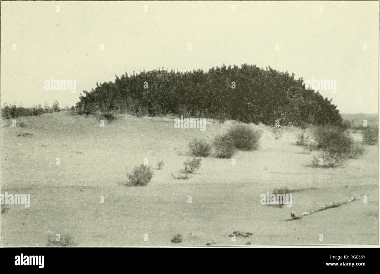 Bulletin of the Illinois State Laboratory of Natural History. Natural  history; Natural history -- Illinois. Fig. 1. A low mound of sand held in  place by Rhus aromalica. Several other 3peeies