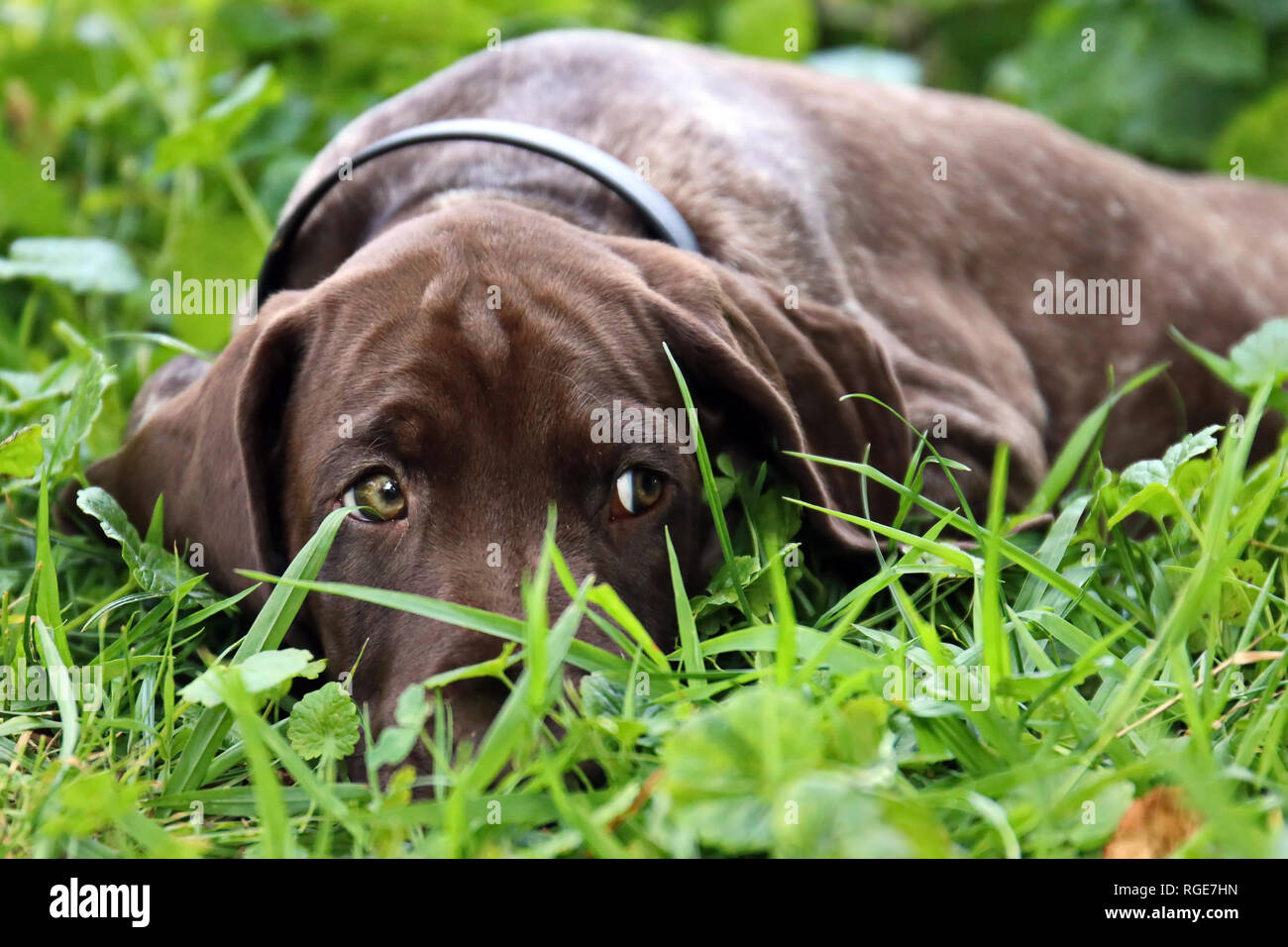 German Short-haired Pointing Dog puppy lying in the grass. Stock Photo