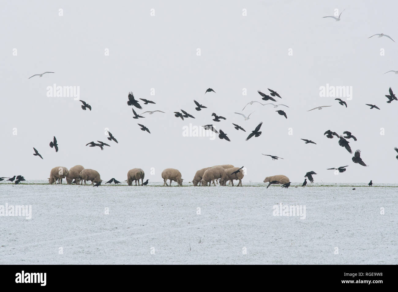 Sheep And Rooks Jackdaws and sheep hi-res stock photography and images - Alamy