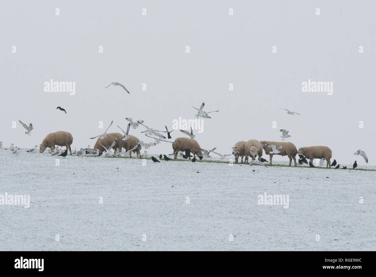 Sheep And Rooks Jackdaws and sheep hi-res stock photography and images - Alamy