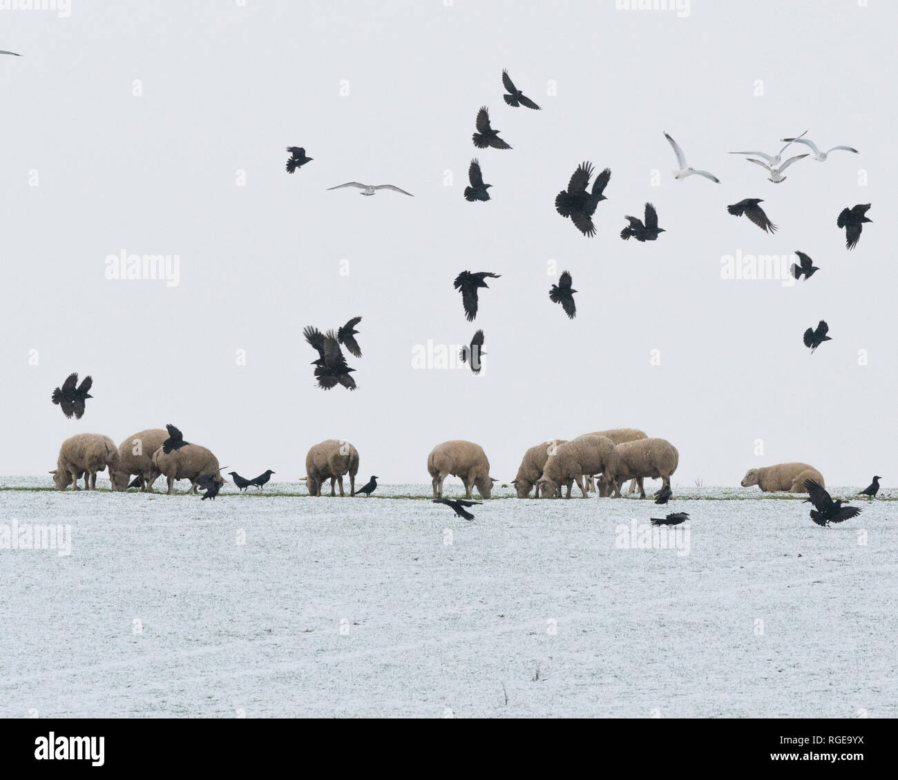 Sheep And Rooks Put Out To Grass High Resolution Stock Photography and Images - Alamy