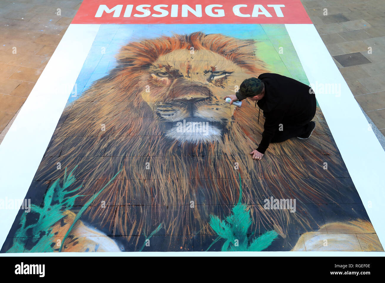 London, UK. 29th January, 2019. NOW YOU SEE ME, NOW YOU DON’T  Giant missing cat poster is a stark reminder that big cats are disappearing before our very eyes  •	The emotive artwork was commissioned by National Geographic to raise awareness of its Big Cats Initiative which works to halt the global decline of big cats in the wild  •	The disappearing poster was designed by street artist, Dean Zeus Colman, as a poignant reminder of the role humans play in the demise of big cats  •	Lions have now disappeared from 90% of their historic range1    Credit: Oliver Dixon/Alamy Live News Stock Photo