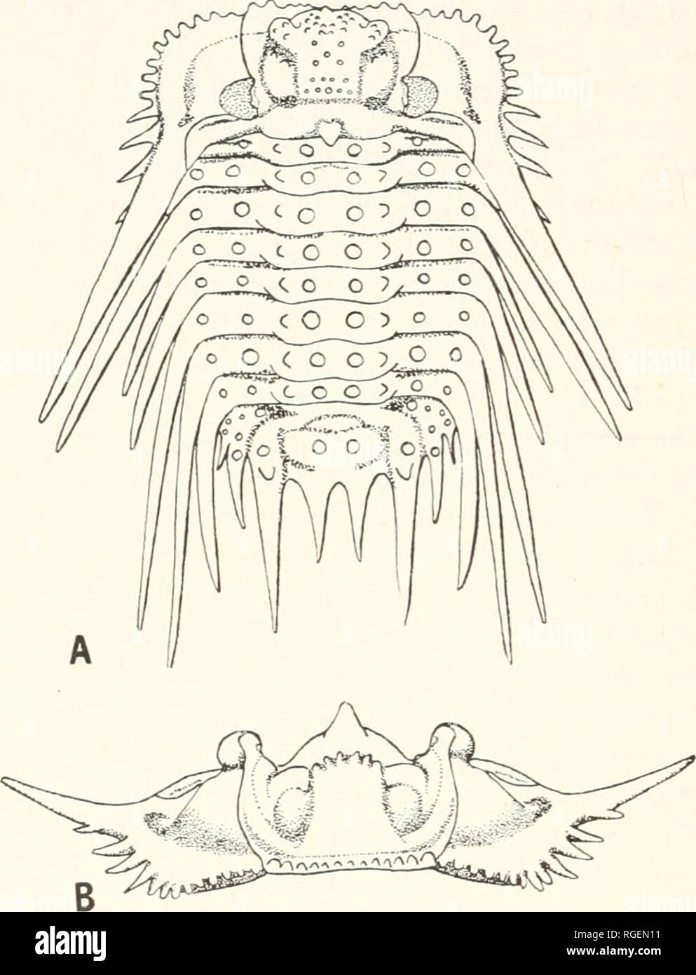 . Bulletin of the Museum of Comparative Zoology at Harvard College. Zoology. 206 BULLETIN : MUSEUM OF COMPARATIVE ZOOLOGY Tj'pe Species: Odontopleiiraleonhardil^arvande, 1846. Diagnosis: Glabella as AAide across large basal glabellar lobes as across occipital ring, two pairs glabellar lobes, the anterior. Figure 7. Leonaspis new species, Lower Devonian, Haragan shale, Arbuckle Mta., Oklahoma. A, complete exoskeleton, dorsal view. B, eephalon, anterior view. C, hypostome, exterior view. X 2. Drawn from originals of Whittington 1956b, Plate 57, figures 10-16.. Please note that these images are e Stock Photo