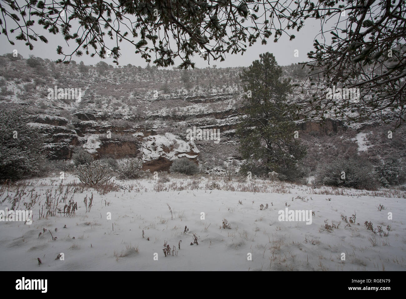 Pinon pine new mexico hires stock photography and images Alamy