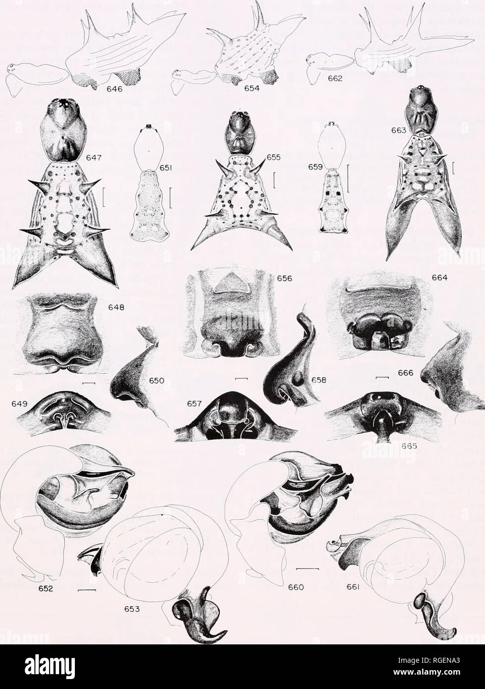 . Bulletin of the Museum of Comparative Zoology at Harvard College. Zoology. MiCRATHENA AND Chaetacis • Levi 577. Figures 662-666. Micrathena petrunkevitchi n. sp., female. 662. Lateral. 663. Dorsal. 664. Epigynum, ventral. 665. Epigynum, posterior. 666. Epigynum, lateral. Scale lines. 0.1 mm, except Figures 646, 647, 651, 654, 655, 659, 662, 663, 1.0 mm.. Please note that these images are extracted from scanned page images that may have been digitally enhanced for readability - coloration and appearance of these illustrations may not perfectly resemble the original work.. Harvard University.  Stock Photo