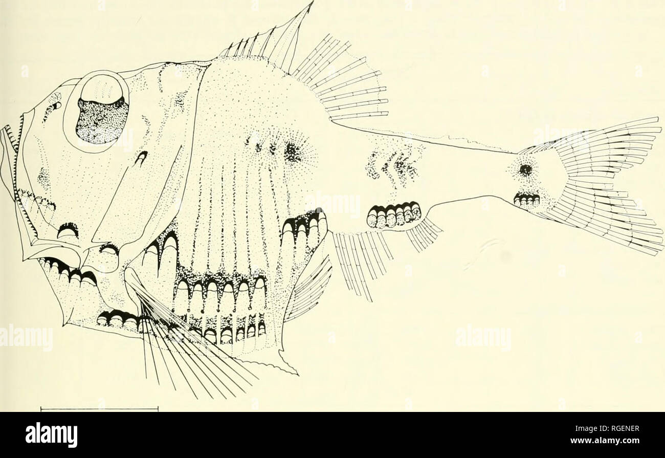 . Bulletin of the Museum of Comparative Zoology at Harvard College. Zoology. Marine Hatchetfishes â¢ Baird 43. â igure 28. Argyropelecus hemlgymnus; R/V CHAIN, Cruise 60; Station 1299; SL 30 mm. 604; Handrick, 1901: system, light organs); 1 (anatomy, nervous Collett, 1903: 108; Ledenfeld, 1905: 170 (light organs); Braner, Regan, 1908: 218; (lai^vae, fig.); Ziig- and Byrne, 1913: 21 1906: 106 (larvae, fig.) Ehrenbaum, 1909: 357 mayer, 1911: 52; Holt (larvae, fig.); Jespersen, 1915: 6; Jespersen and Taning, 1919: 220 (lai-vae, eye muscles): Nusbaum-Hilarowicz, 1923: 10 (anatomy): Barnard, 1925:  Stock Photo