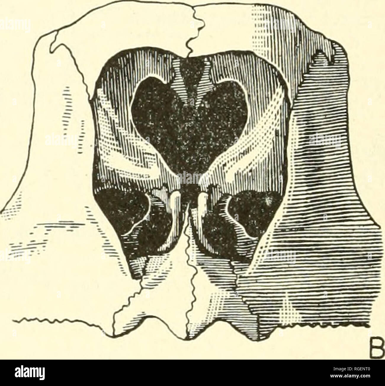 . Bulletin of the Museum of Comparative Zoology at Harvard College. Zoology. Fig:. 3. Condition of the prefrontal descending process. A. typical eniydine (Clemntys in.'iCHlpfa) ; B. typical tostudinine (Gopherus agassizii). (S. McDowell del.) The land tortoises, we believe, form a unified series diverging at a very earl}'^ date from the emydine stock. They appear to be united by certain parallel trends in the scalation of the head, thighs, and lower limbs; by the universal extreme weakness or absence of vertebral keeling; by the downgrowths of the frontals underarching the olfactory tract; and Stock Photo