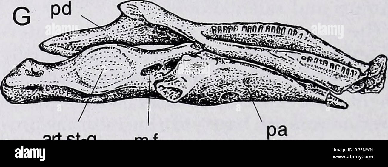 C 26a High Resolution Stock Photography And Images Alamy