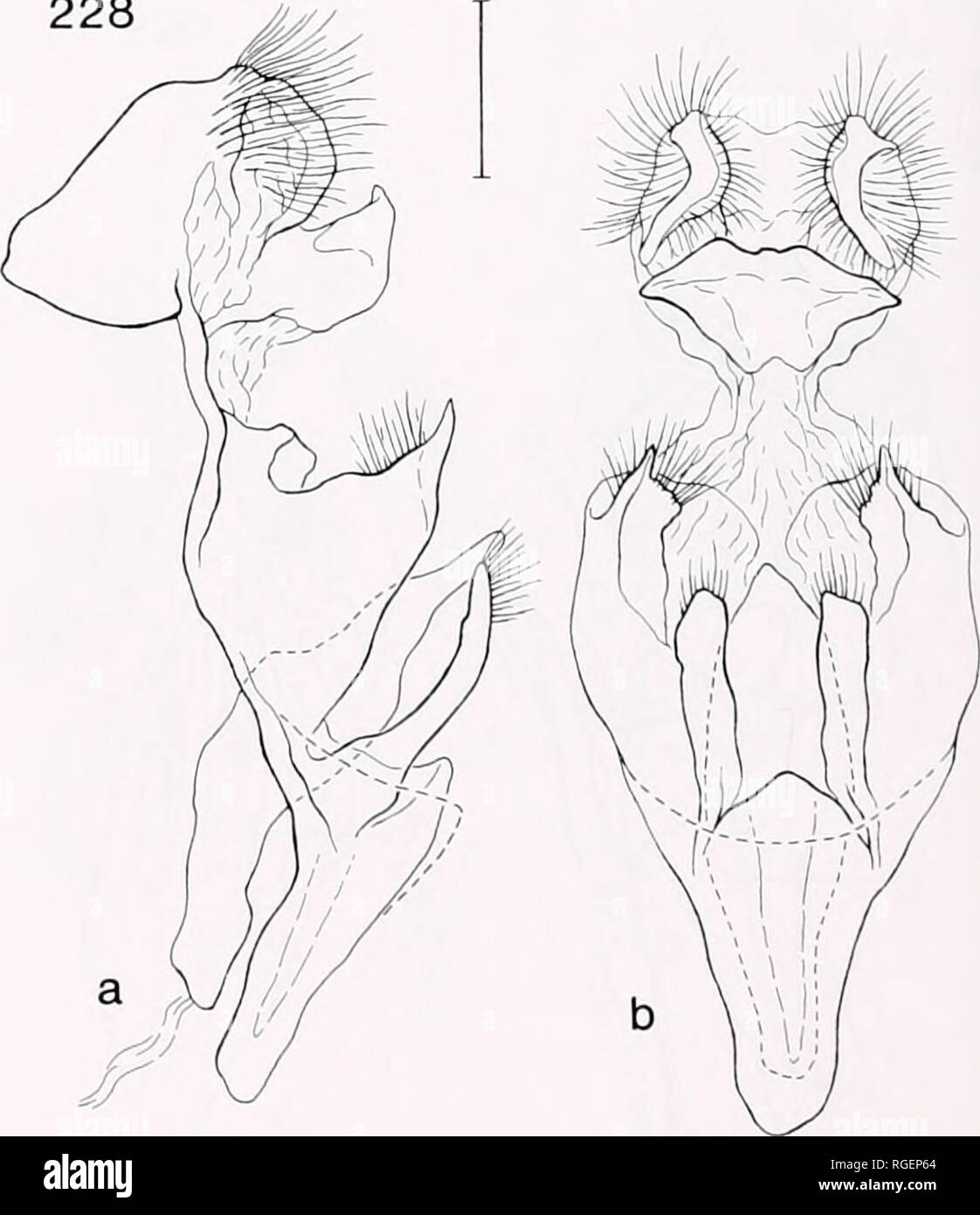 . Bulletin of the Museum of Comparative Zoology at Harvard College. Zoology. 228. Figures 225-228. Male genitalia of Minacraga, lateral (a) and ventral (b) views. Figure 225. Minacraga argentata (USNM 28097) (scale = 1 mm). Figure 226. Minacraga itatiaia (BMNH 85-48, paratype), with inset lateral oblique view of variation in external juxta (BMNH 86-29, paratype) (scale = 1 mm). Figure 227. Minacraga aenea (USNM 22564) (scale = 0.5 mm). Figure 228. Minacraga hyalina, paratype (CMNH 84-18) (scale = 0.5 mm).. Please note that these images are extracted from scanned page images that may have been  Stock Photo