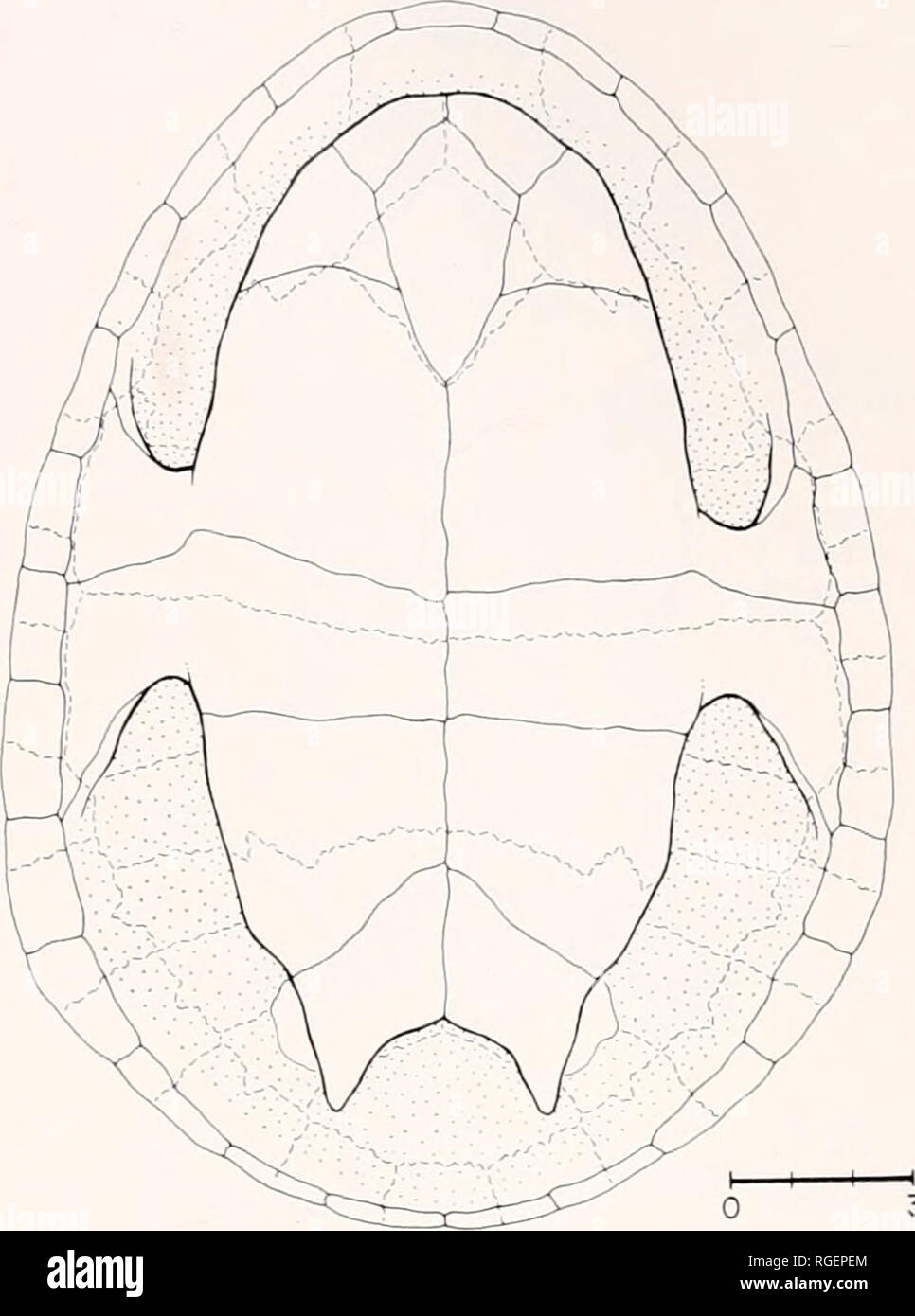 . Bulletin of the Museum of Comparative Zoology at Harvard College. Zoology. 3 cm Figure 2. Dorsal view of the carapace of MCZ 134404, a 203 mm female specimen of C. siebenrocki. Solid lines indicate scute seams, dotted lines bone sutures.. 3 cm Figure 3. Ventral view of C. siebenrocki (MCZ 134404). Note the shape of the anterior plastral lobe and the extent of the anterior ventral marginals. Balumuk: MCZ 134406, 139551; Boze: MCZ 134466; Dam: MCZ 119721; Dorogori: MCZ 118611; Katatai: MCZ 135397-8, 139541-2, 142496-7, AMNH 11164.5-6, AMS 40696-7; Mawatta: MCZ 141288; Saibai: SMNS 3991-1, 3991 Stock Photo