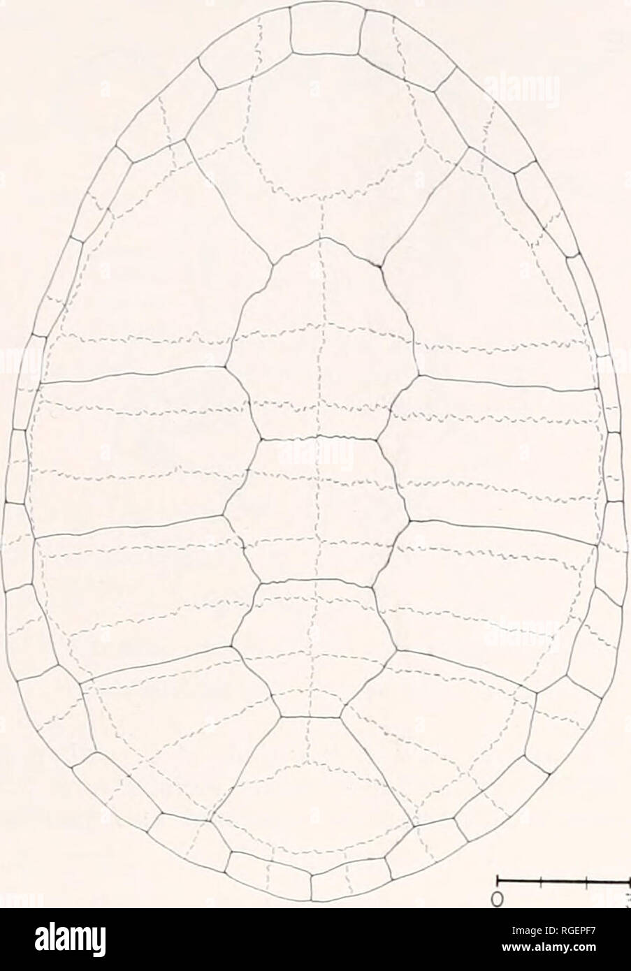 . Bulletin of the Museum of Comparative Zoology at Harvard College. Zoology. Chelodina parker/ • Rlwclin and Mittermeier 467. 3 cm Figure 2. Dorsal view of the carapace of MCZ 134404, a 203 mm female specimen of C. siebenrocki. Solid lines indicate scute seams, dotted lines bone sutures.. Please note that these images are extracted from scanned page images that may have been digitally enhanced for readability - coloration and appearance of these illustrations may not perfectly resemble the original work.. Harvard University. Museum of Comparative Zoology. Cambridge, Mass. : The Museum Stock Photo