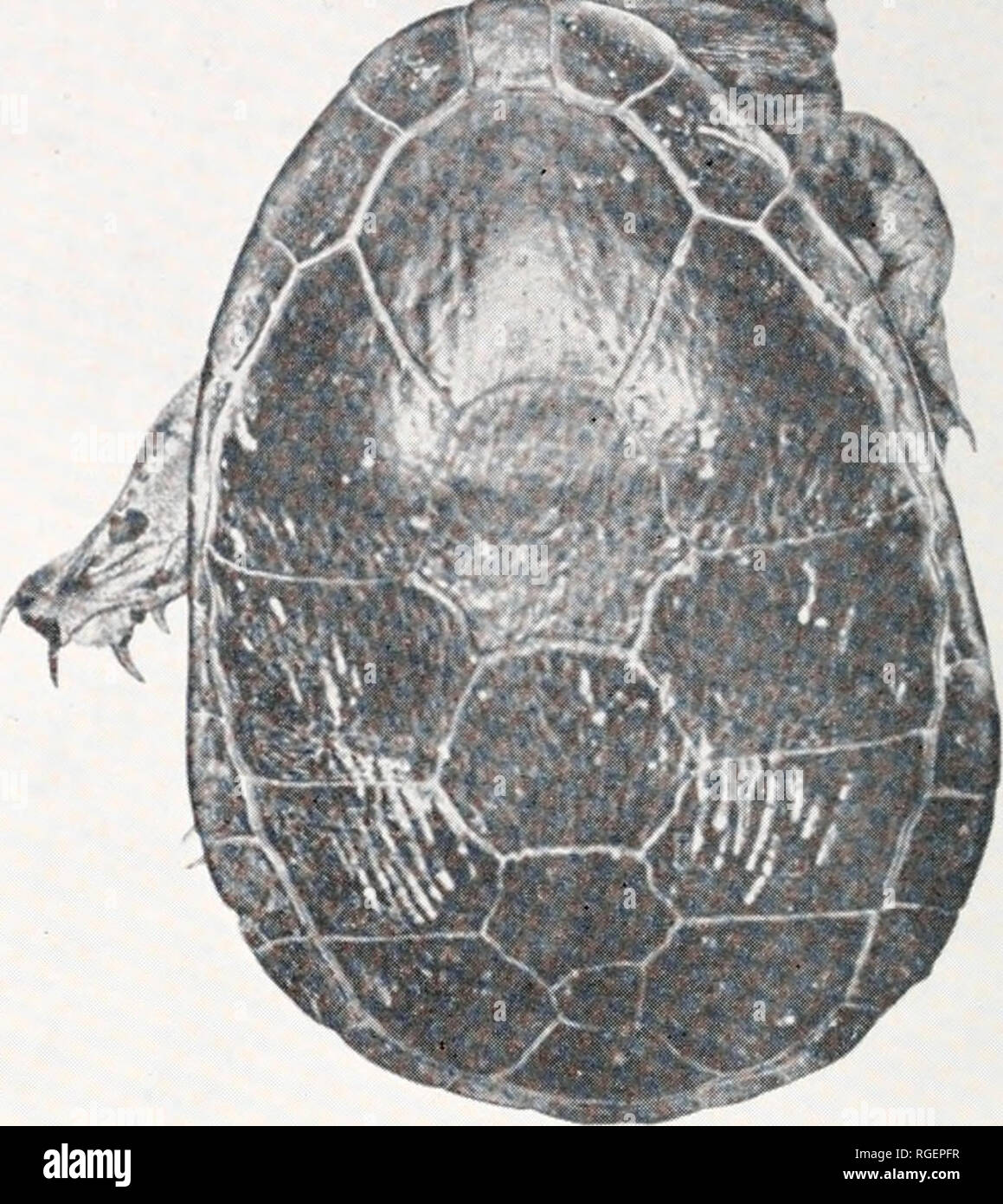 . Bulletin of the Museum of Comparative Zoology at Harvard College. Zoology. I Figure 1. Ventral and dorsal views of the type specimen of Chelodina siebenrocki from Werner (1901). In addition to the 21 Museum of Compar- ative Zoology specimens, we have examined six other turtles referable to C. siebenrocki. These include four collected by Parker and deposited in the Australian Museum in Sydney (AMS) and the American Museum of Natural History in New York (AMNH), and two collected by Miiller in 1886 and deposited in the Staatliches Museum fiir Naturkunde in Stuttgart (SMNS)—bringing the total to Stock Photo