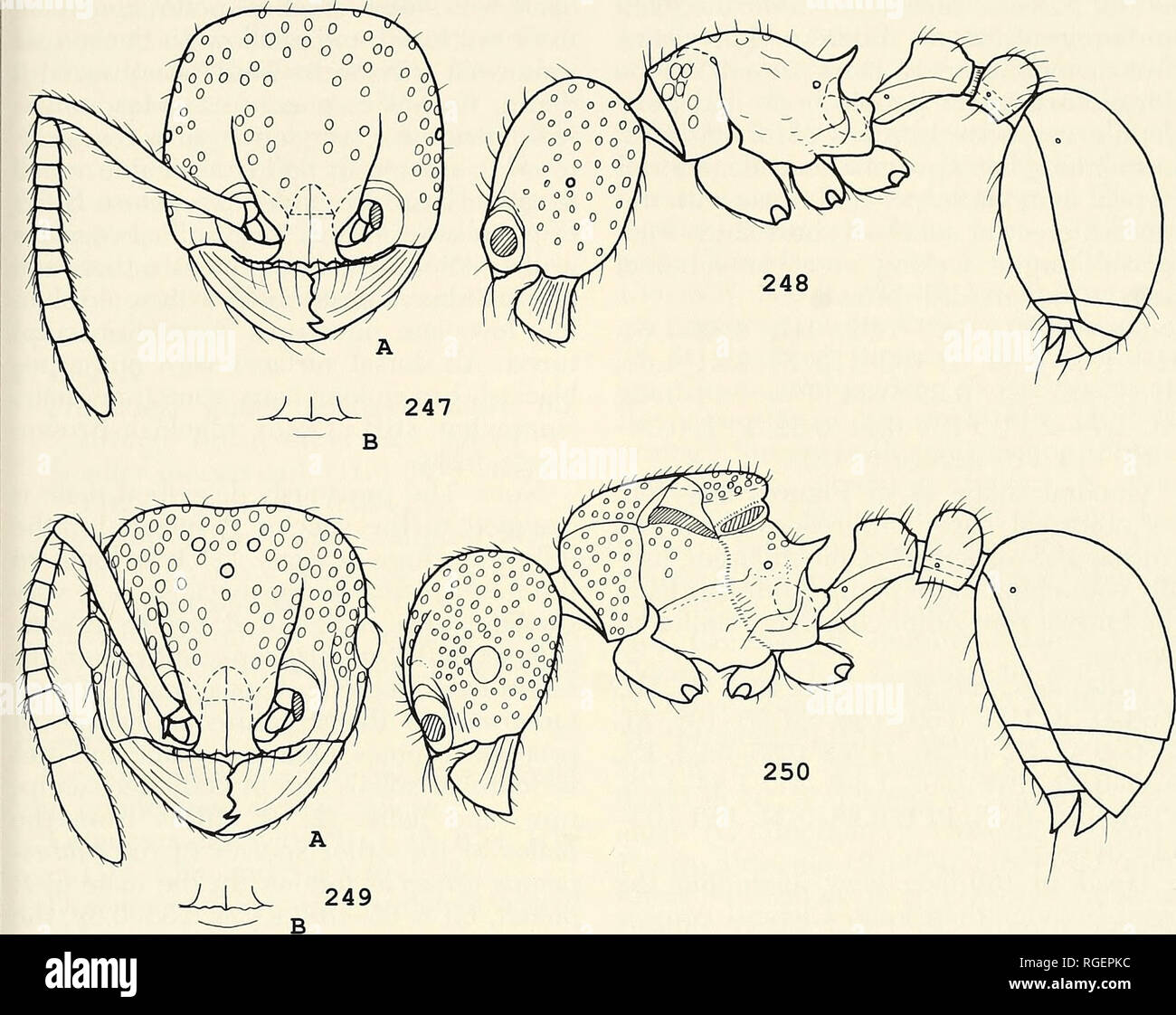 . Bulletin of the Museum of Comparative Zoology at Harvard College. Zoology. Revision of the Ant Genus Pristomyrmex ' Wang 519. Figures 247-250. Pristomyrmex picteti Emery. 247A: Worker head, full-face view; 247B: Showing a transverse carina on the ventral clypeus; 248: Worker, lateral view; 249A: Queen head, full-face view; 249B: Showing a long transverse carina on the ventral clypeus; 250: Queen, lateral view. with a broad and deep notch on the center of the dorsal surface, but in several spec- imens (from Palawan I., Philippines), this lamella is entire, without a notch. Eyes very small, us Stock Photo