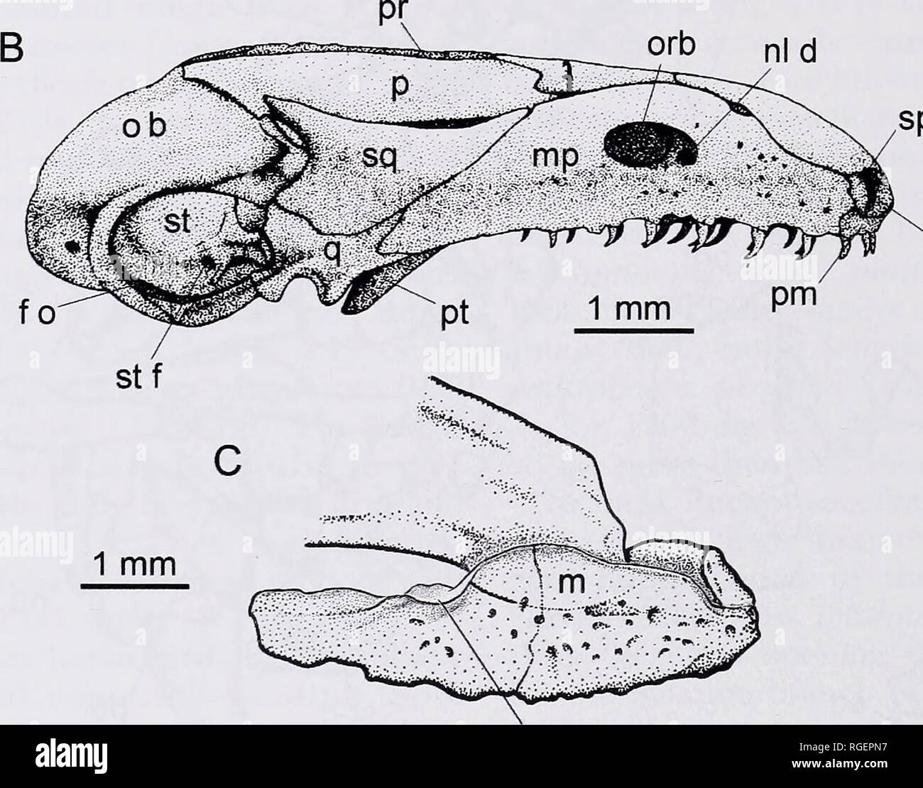 . Bulletin of the Museum of Comparative Zoology at Harvard College. Zoology; Zoology. orb nl d. spm ex n ten s Figure 10. (A) A skull and lower jaw of Ichthyophis glutinosus (skull drawn from Taylor, 1969, fig. 2; lower jaw drawn from Sarasin and Sarasin, 1887-1890, pi. 15, fig. 3). (B) Lateral view of the skull of Epicrionops petersi (reproduced from Nussbaum, 1977, fig. 1). (C) A right maxilla of Eocaecilia micropodia (MCZ 9156) exhibiting a tentacular sulcus (ten s). mon to representatives of all extant fami- lies: rhinatrematids (Epicrionops, Nuss- baum, 1977, fig. 1), ichthyophiids (Ichth Stock Photo