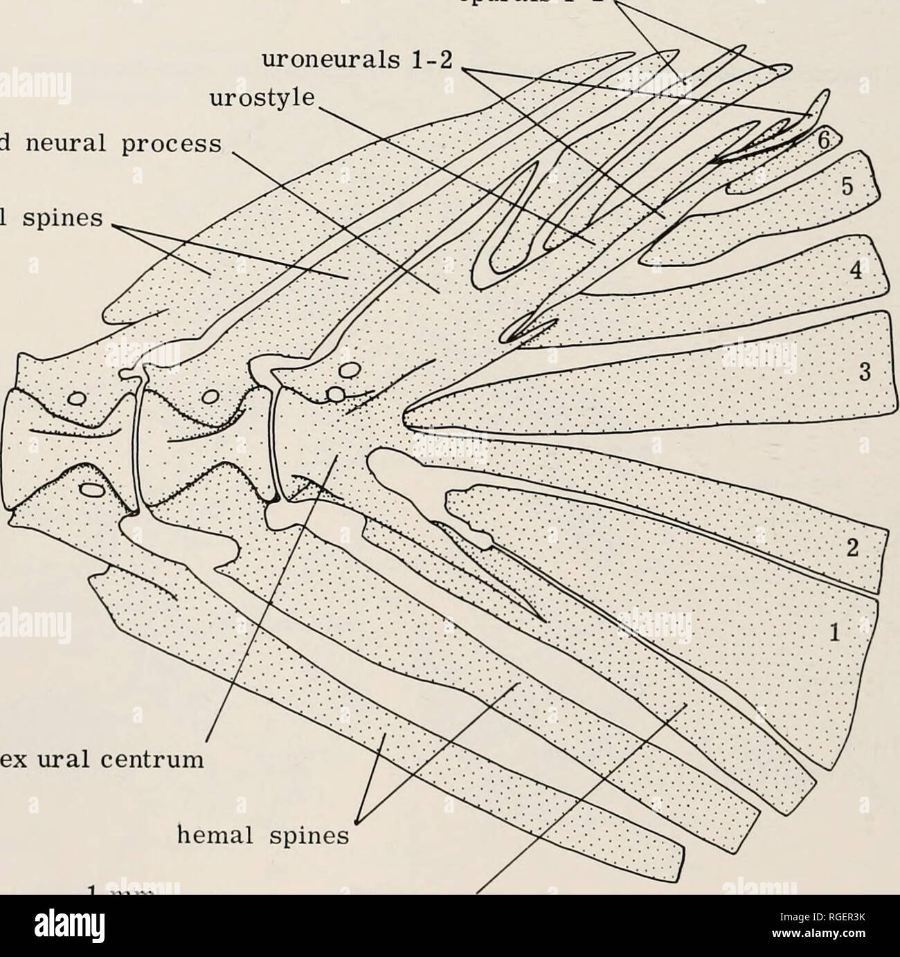 Bones of the pelvic girdle (Fig. 10.6) Diagram