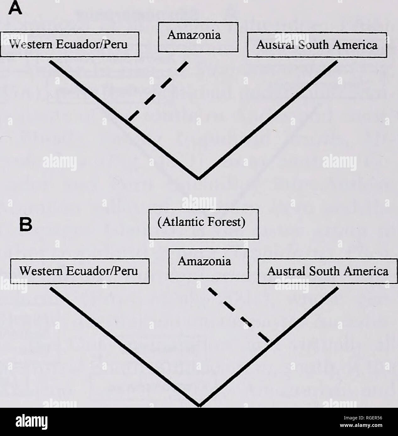 Cladogram hi-res stock photography and images - Alamy