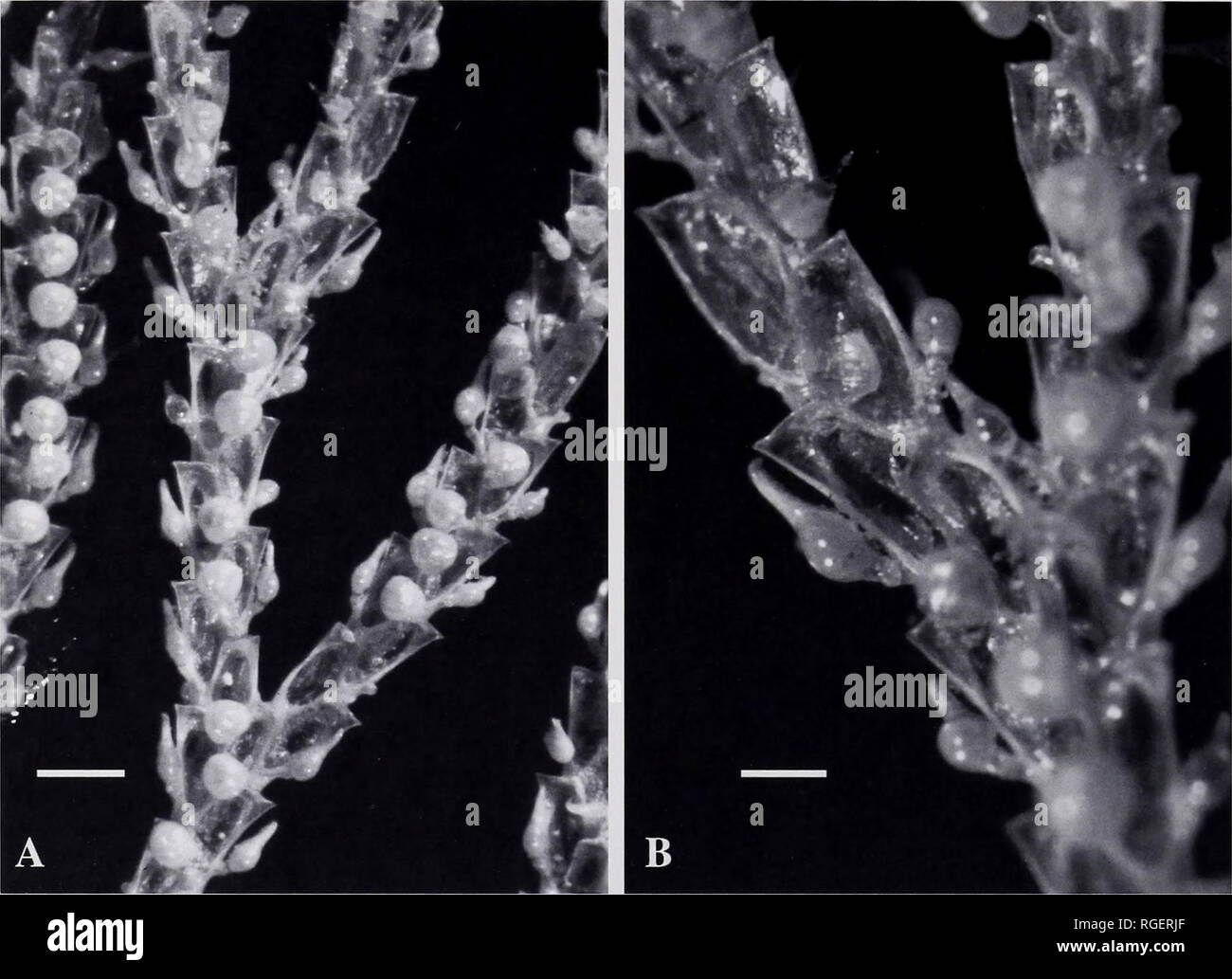 . Bulletin of the Museum of Comparative Zoology at Harvard College. Zoology; Zoology. 206 Bulletin Museum of Comparative Zoology, Vol. 159, No. 3. Figure 16. Bugula solorensis n. sp. NHM 1928.3.6.267. Solor Island specimen. Light micrograph of dry specimen on wooden slide. A. Colony branches; note feathery appearance due to position of long-beaked avicularia and shape and position of ovicells. Scale bar = 500 |xm. B. Closer view of bifurcation area. Scale bar = 250 |xm. Distal rim of zooids convex to wide and scalloped, diagonally oriented to branch direction, with outer distal points short an Stock Photo