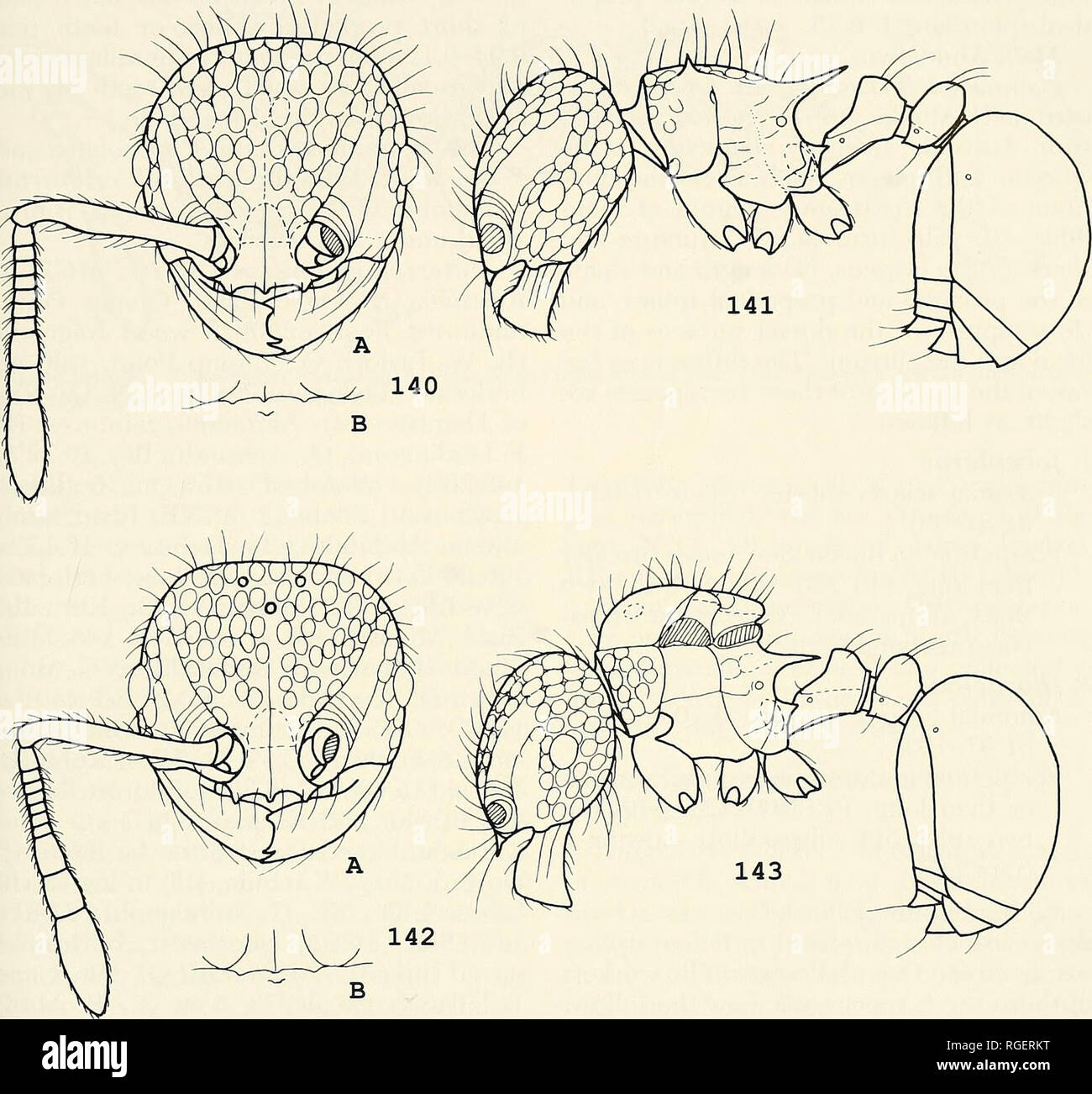 . Bulletin of the Museum of Comparative Zoology at Harvard College. Zoology. Revision of the Ant Genus PmsTOMYRMEX'Wmig 447. Figures 140-143. Pristomyrmex foveolatus Taylor. 140A: Worker head, full-face view; 140B: Showing a toothlike prominence on the center of ventral clypeus; 141: Worker, lateral view; 142A: Queen head, full-face view; 142B: Showing a toothlike prom- inence on the center of ventral clypeus; 143: Queen, lateral view. pronotum with a few foveolate punctures; sides of the rest of aUtrunk with some ir- regularly superficial rugae. Petiole node and postpetiole smooth and shining Stock Photo