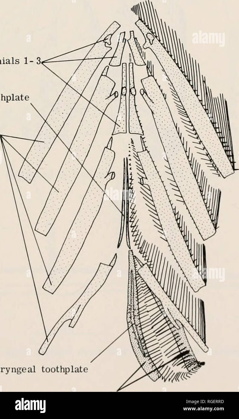 . Bulletin of the Museum of Comparative Zoology at Harvard College ...