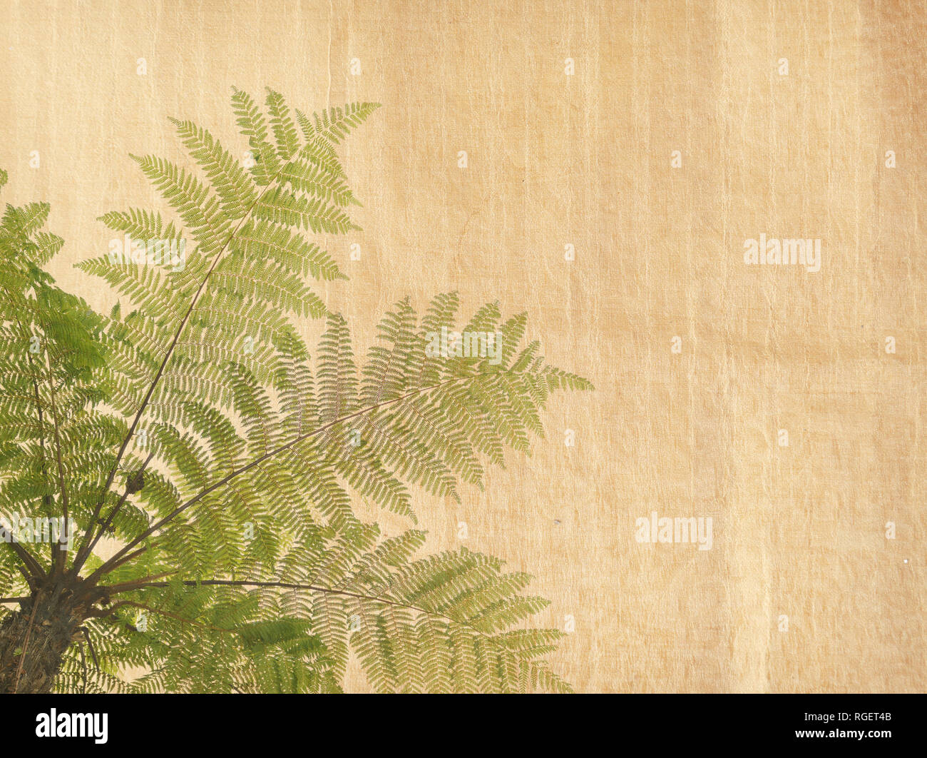 Cyathea on antique cracked paper texture Stock Photo