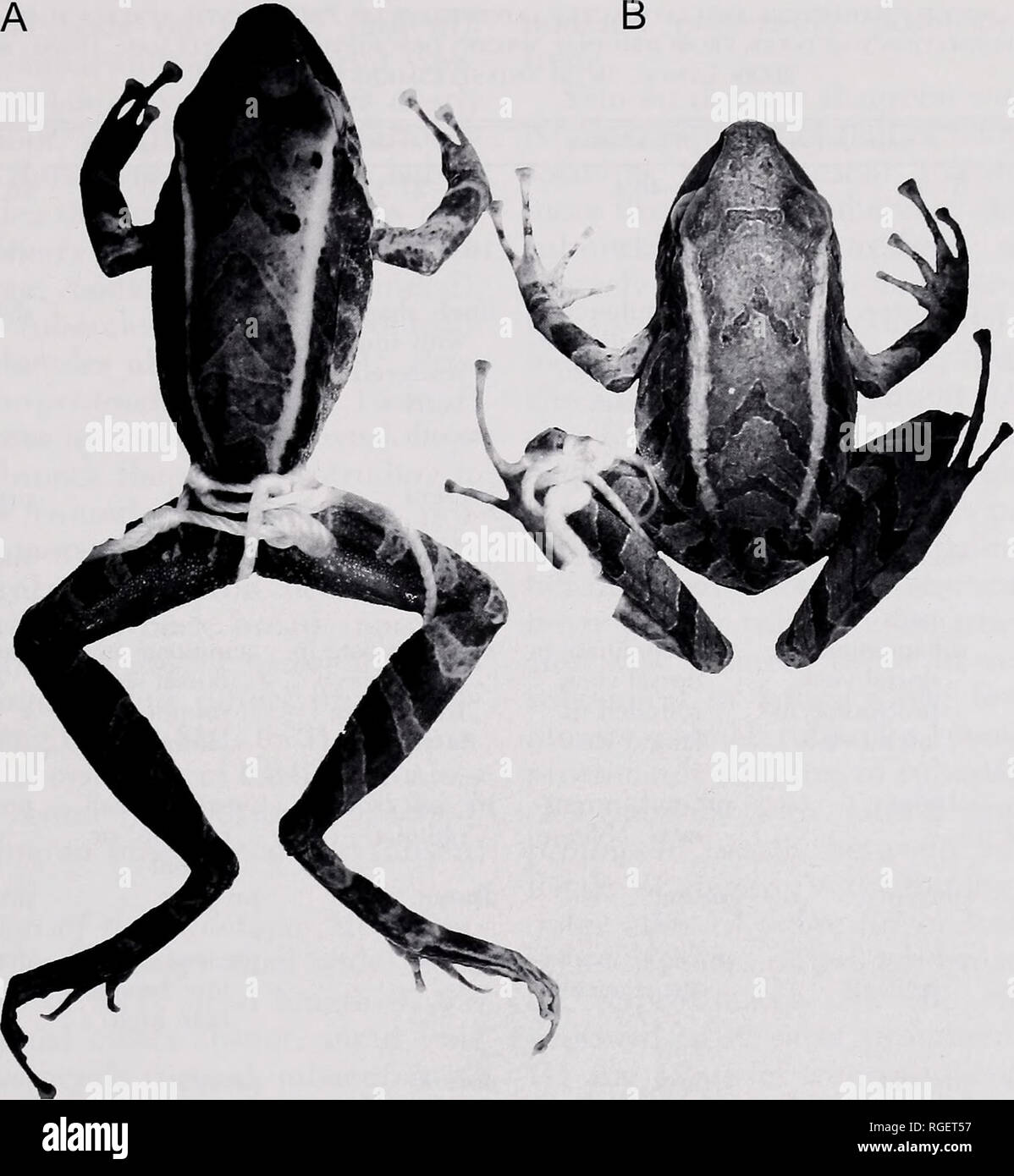 175083 hires stock photography and images Alamy