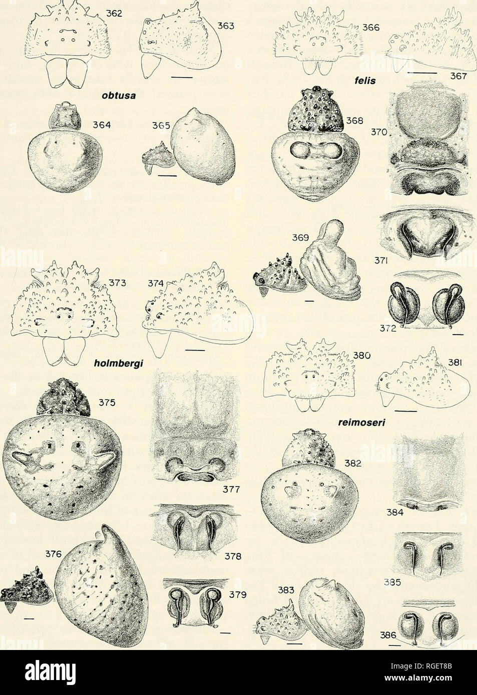 . Bulletin of the Museum of Comparative Zoology at Harvard College. Zoology. Mastophora • Levi 367 ^^K^'-^^'^'',-r^v 366 ^^&quot;^. Figures 380-386. M. reimoseri new species, female. 380, 381, carapace and chelicerae 380, frontal. 381, lateral. 382, 383, carapace and abdomen. 382, dorsal. 383, lateral. 384-386, epigynum 384, ventral 385, posterior. 386, posterior, cleared. Scale lines. 1.0 mm; genitalia, 0.1 mm.. Please note that these images are extracted from scanned page images that may have been digitally enhanced for readability - coloration and appearance of these illustrations may not Stock Photo