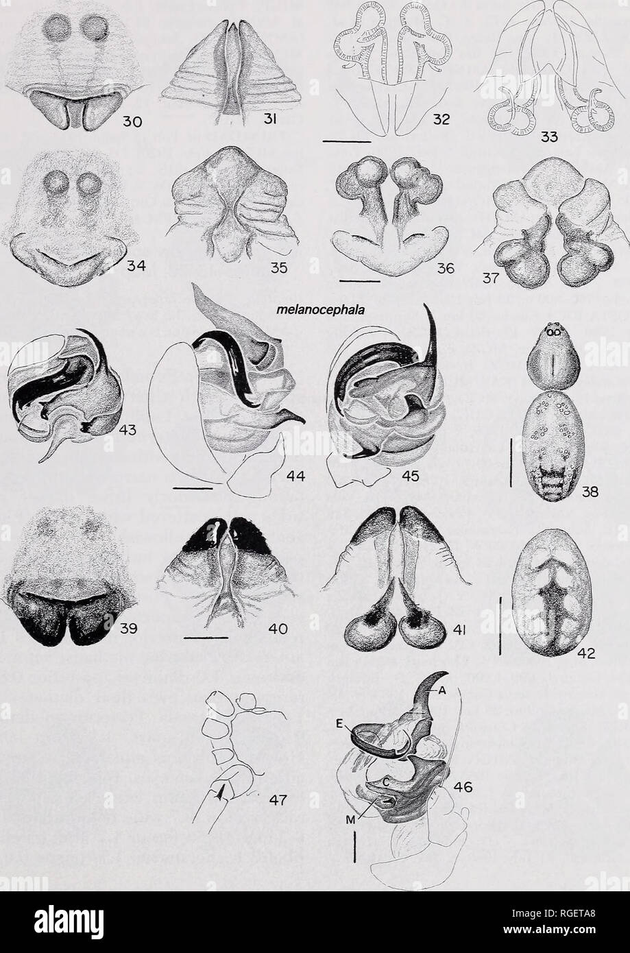 Zoology. Central American Mangora 
