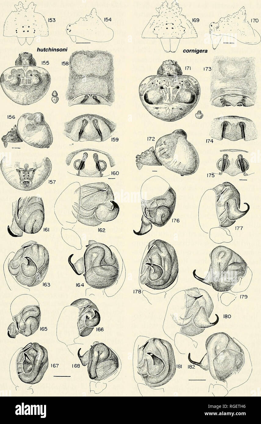 . Bulletin of the Museum of Comparative Zoology at Harvard College. Zoology. Mastophora • Levi 343. Figures 153-168. Mastophora hutchinsoni GerXsch. 153-160, female. 153, 154, carapace and chelicerae. 153, frontal. 154, lateral. 155, 156, carapace and abdomen. 155, dorsal, with male. 156, lateral. 157, abdomen, ventral. 158-160, epigynum. 158^ ventral. 159, posterior. 160, posterior, cleared. 161-168, male left palpus, stained. 161-164, (New Hampshire). 165-168, (Ken- tucky). 161, 165, apical. 162, 166, mesal. 163, 167, ventral. 164, 168, ectal. Figures 169-182. M. cornigera (Hentz). 169-175,  Stock Photo