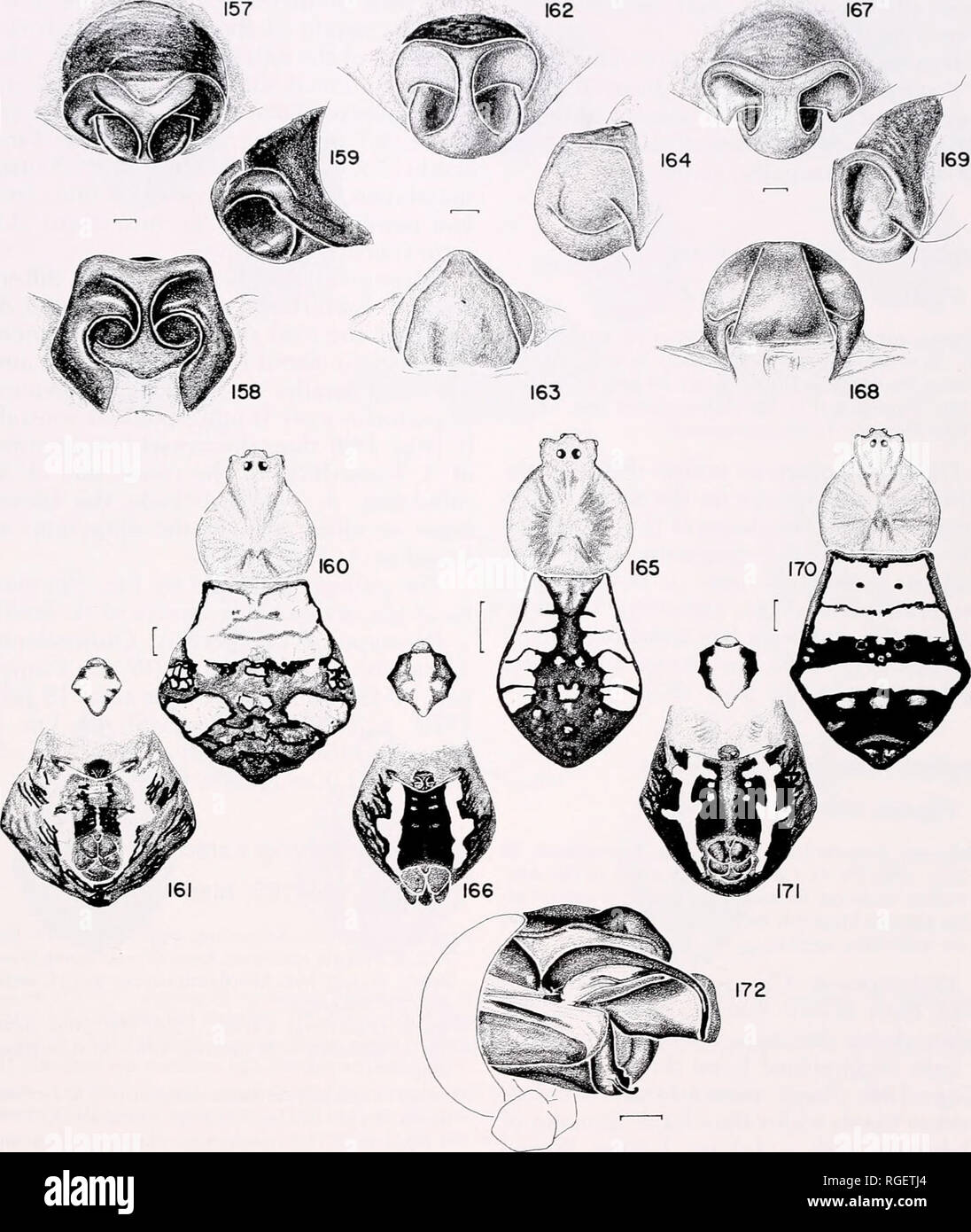 . Bulletin of the Museum of Comparative Zoology at Harvard College. Zoology. Western Pacific Argiopinae • Levi 295. Figures 157-161. Arglope possoica Merian, female. 157. Epigynum, ventral. 158. Epigynum, posterior. 159. Epigynum, lateral. 160. Carapace and abdomen. 161. Sternum and abdomen. Figures 162-166. Arglope perforata Schenkel, female. 162. Epigynum. ventral. 163. Epigynum, postenor. 164. Epigynum, lateral. 165. Carapace and abdomen. 166. Sternum and abdomen. Figures 167-172. Arglope anasuja Thorell. 167-171. Female. 167. Epigynum, ventral. 168. Epigynum, posterior. 169. Epigy- num, la Stock Photo