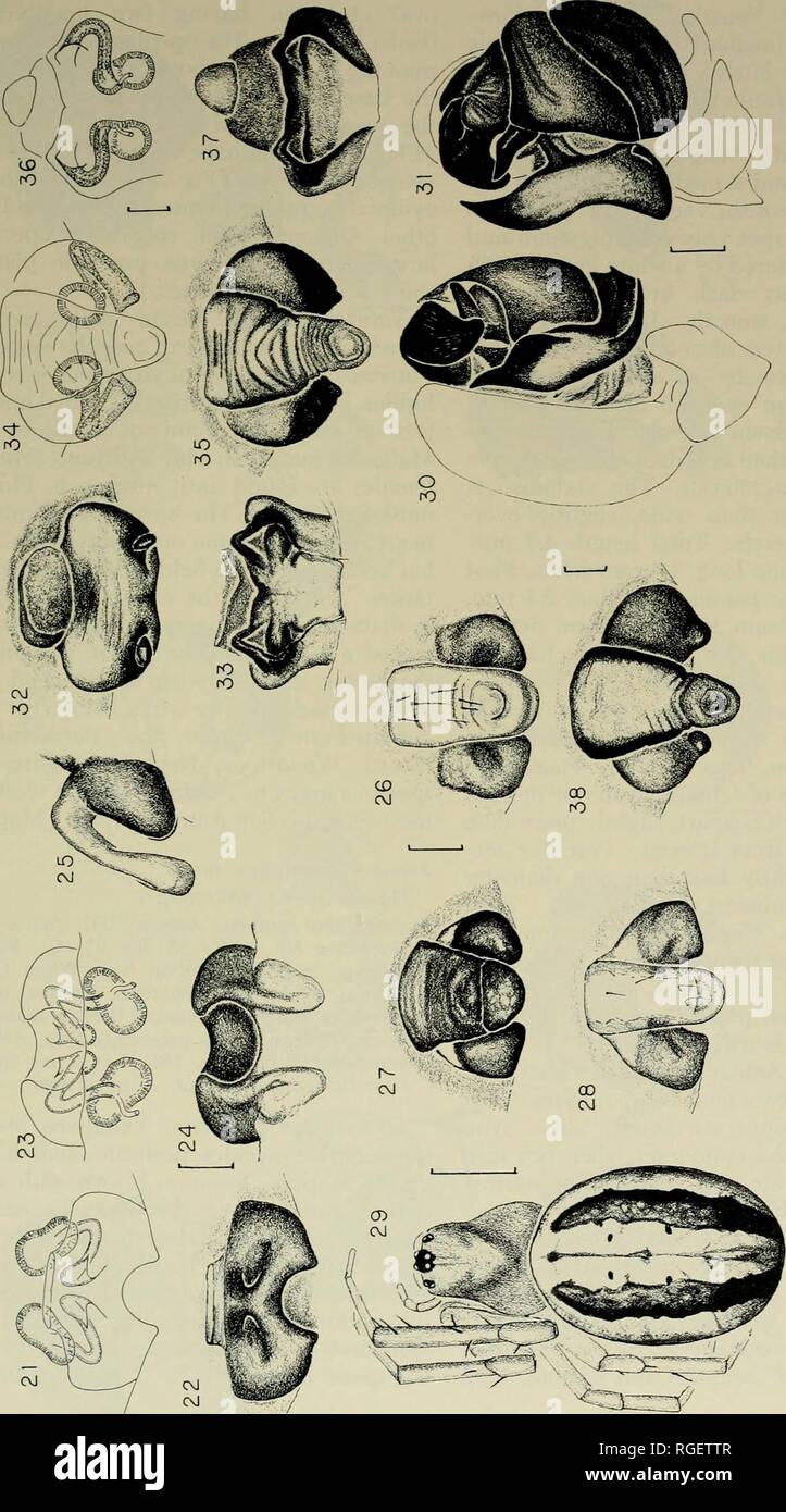 Bulletin Of The Museum Of Comparative Zoology At Harvard College Zoology Small Araneus Orb Weavers A Levi 493 0 In W Co 41 O A O Ui O C U U O