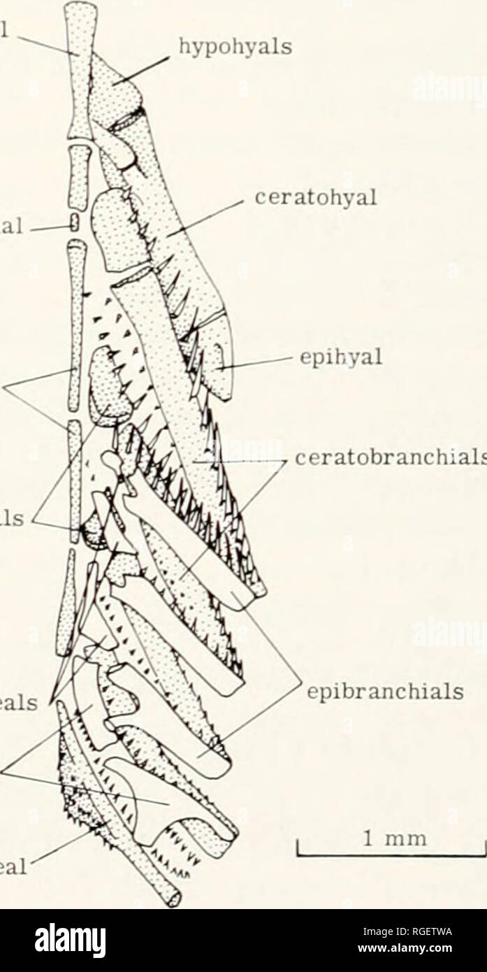 . Bulletin of the Museum of Comparative Zoology at Harvard College ...