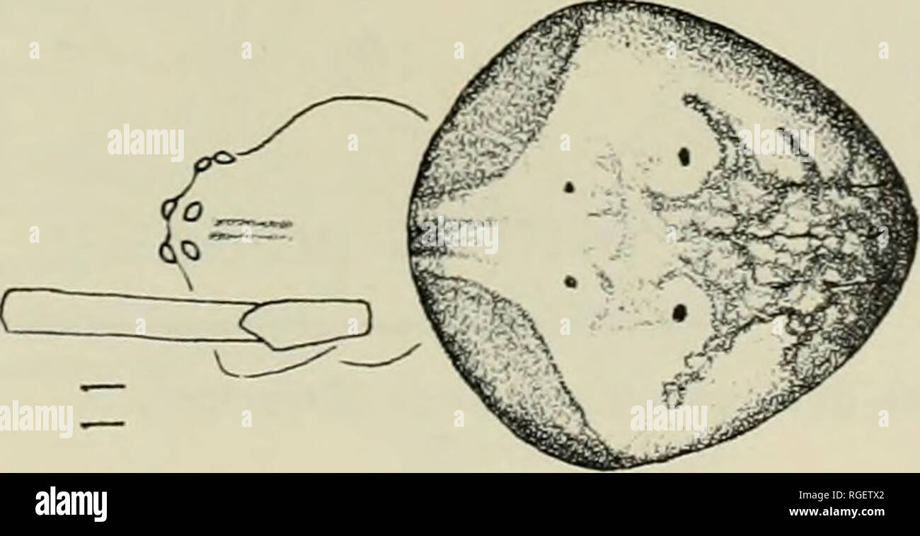 Bulletin Of The Museum Of Comparative Zoology At Harvard College Zoology 0 3 E 15 Q 3 I 0 A 3 6 0 Gt 4 Quot O 0 A 1 Quot A 00 Bulletin Of The Museum Of Comparative Zoology At Harvard College Zoology 0 3 E 15 Q 3 I 0 A 3 6 0 Gt 4 Quot O 0 A 1 Quot A 00