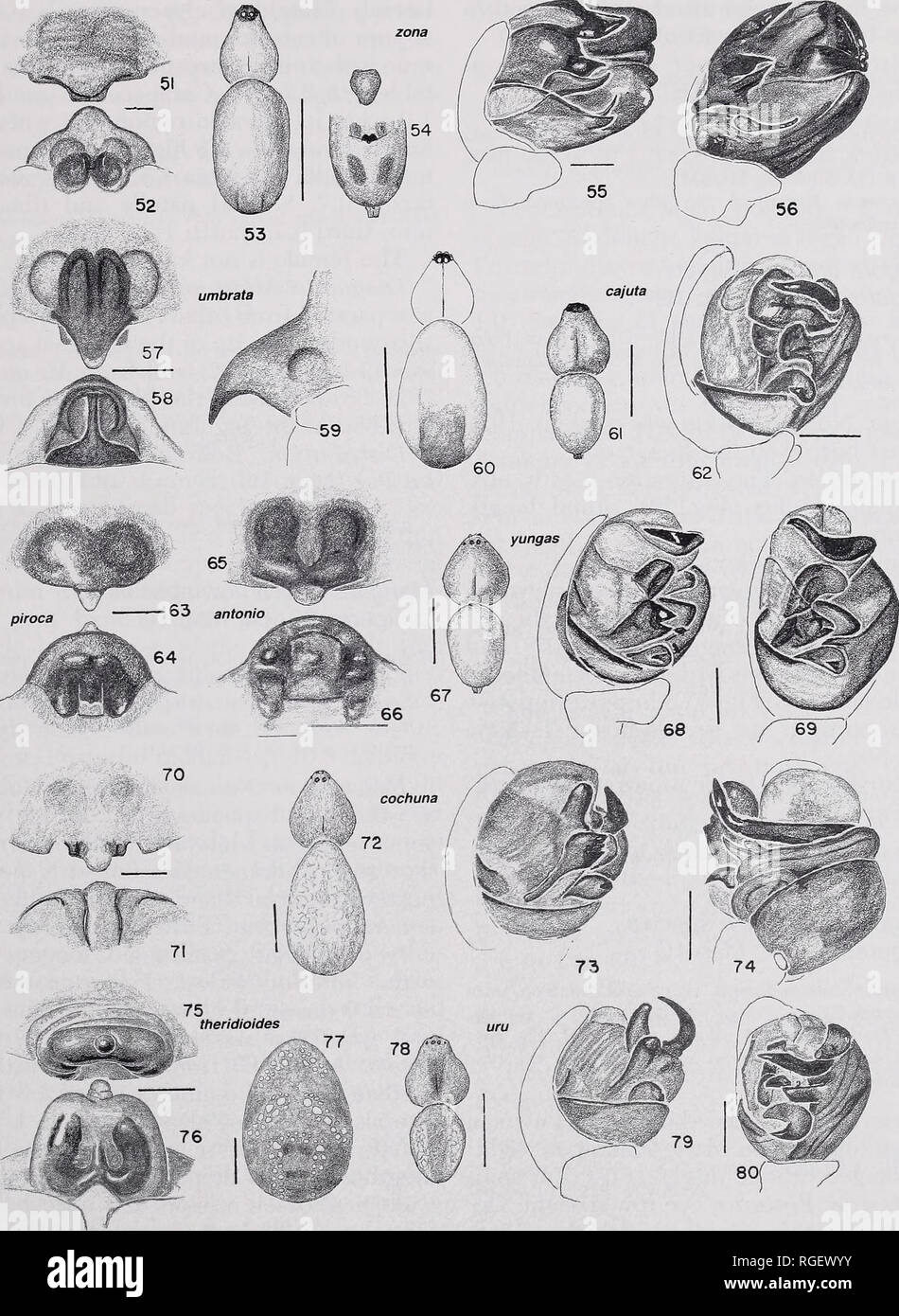 . Bulletin of the Museum of Comparative Zoology at Harvard College. Zoology; Zoology. South American Mangora • Levi 35. Figures 70-74. M. cochuna new species, 70-72, female. 70, 71, epigynum. 70, ventral; 71, posterior. 72, carapace, abdomen. 73, 74, male palpus. 73, mesal; 74, ventral. Figures 75-77. M. theridioides Mello-Leitao, female. 75, 76, epigynum. 75, ventral; 76, posterior. 77, abdomen, dorsal. Figures 78-80. M. uru new species, male. 78, carapace, abdomen. 79, 80, male palpus. 79, mesal; 80, ventral. Scale lines: 1.0 mm; genitalia, 0.1 mm.. Please note that these images are extracte Stock Photo
