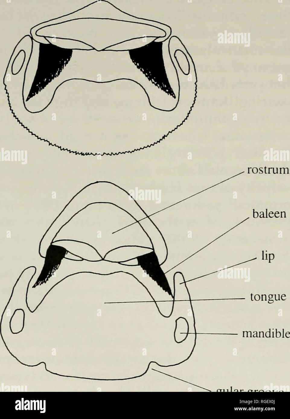 . Bulletin of the Museum of Comparative Zoology at Harvard College