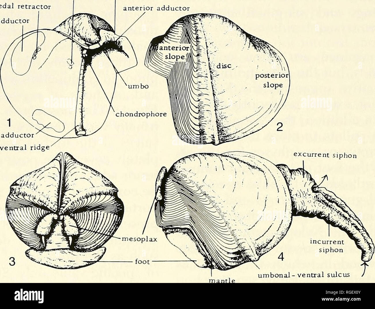 . Bulletin of the Museum of Comparative Zoology at Harvard College. Zoology. 226 Bulletin Museum of Comparative Zoology, Vol. 157, No. 4 siphonal retractor pedal retractor posterior adductor umbonal reflection anterior adductor. ventral adductor 1 bona!-ventral ridg Text-Figure 1. Nomenclature of parts of Xylophaga. (1) Internal view of left valve showing relative position of muscle scars. (2) External view of left valve. (3) Dorsal view of animal with siphons retracted. (4) Lateral view of entire animal with siphons extended. Group 1. Mesoplax composed of two simple flat or slightly cuived pl Stock Photo