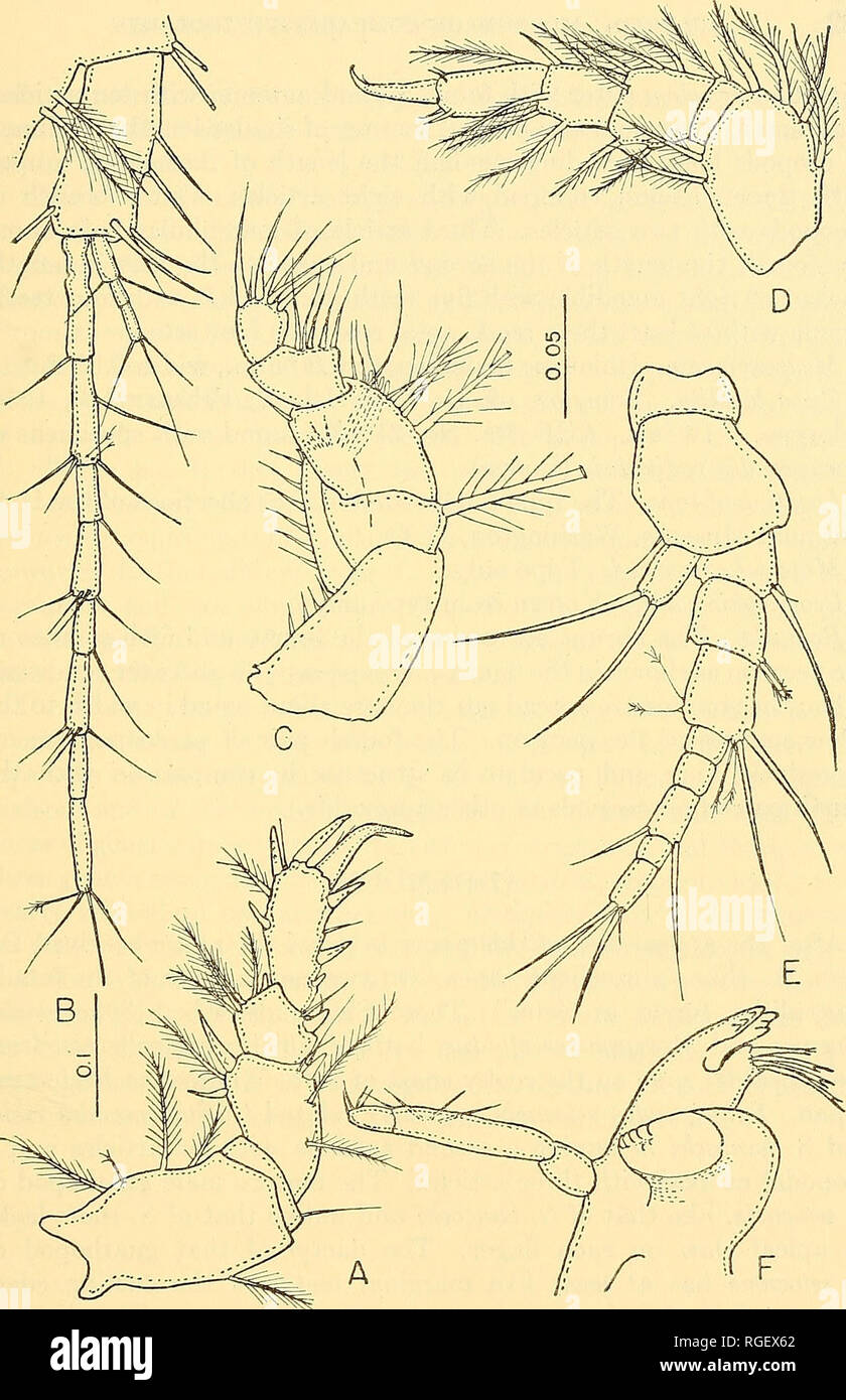 . Bulletin of the Museum of Comparative Zoology at Harvard College. Zoology. Fig. 27. Cyclopoapseudes indecorus, u. sp., holotype, A. second peraeopod, B. uropod, C. maxilliped, D. seventh peraeopod, E. second antenna, F. left mandible. Figures with similar magnification, A, B, D; C, E, F.. Please note that these images are extracted from scanned page images that may have been digitally enhanced for readability - coloration and appearance of these illustrations may not perfectly resemble the original work.. Harvard University. Museum of Comparative Zoology. Cambridge, Mass. : The Museum Stock Photo