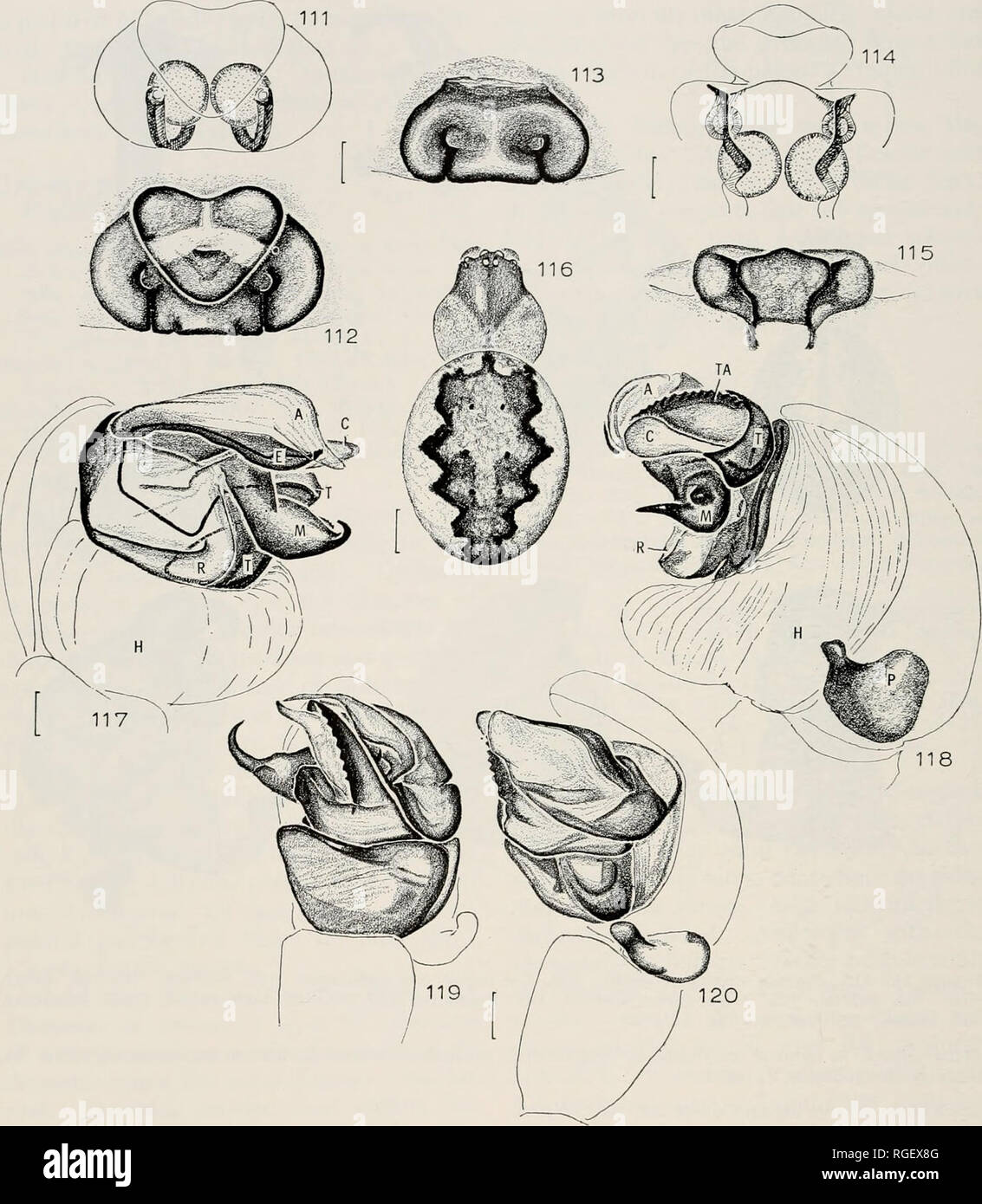. Bulletin of the Museum of Comparative Zoology at Harvard College. Zoology. 288 Bulletin Museum of Comparative Zoology, Vol. 146, No. 5. Figures 111-120. Zygiella sia (Strand). 111-115. Epigynum. 111. Ventral, cleared. 112. Ventral. 113. Ven- tral, scape torn off. 114. Posterior, cleared. 115. Posterior. 116. Female. 117-120. Left male palpus. 117, 118. Expanded. 119. Ventral. 120. Lateral. Abbreviations. A, terminal apophysis; C, conductor; E, embolus; H, hematodocha; M, median apophysis; P, para- cymbium; R, radix; T, tegulum; TA, projection of tegulum. Scale lines. 0.1 mm except Figure 116 Stock Photo