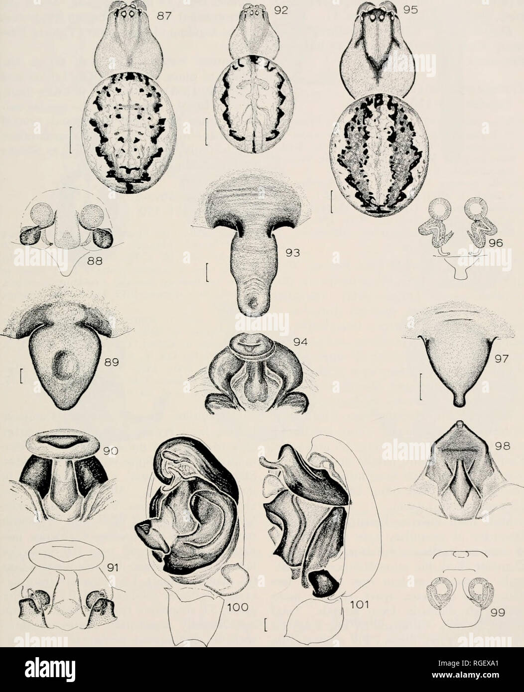 . Bulletin of the Museum of Comparative Zoology at Harvard College. Zoology. Ohb-weaver Genus Zygiella • Levi 285. Figures 87 91. Zygiella kochi {ThoreW). 87. Female. 88 91. Epigynum. 88. Dorsal, cleared. 89. Ventral. 90. Posterior. 91. Posterior, cleared. Figures 92-94. Z. inconveniens (O. P.-Cambridge). 92. Female. 93, 94. Epigynum. 93. Ventral. 94. Posterior. Figures 95 101. Z. thorelli {Ausserer). 95. Female. 96 99. Epigynum. 96. Dorsal, cleared. 97. Ventral. 98. Posterior. 99. Posterior, cleared. 100, 101. Left male palpus. 100. Ventral. 101. Lateral. Scale lines. 0.1 mm except Figures 87 Stock Photo