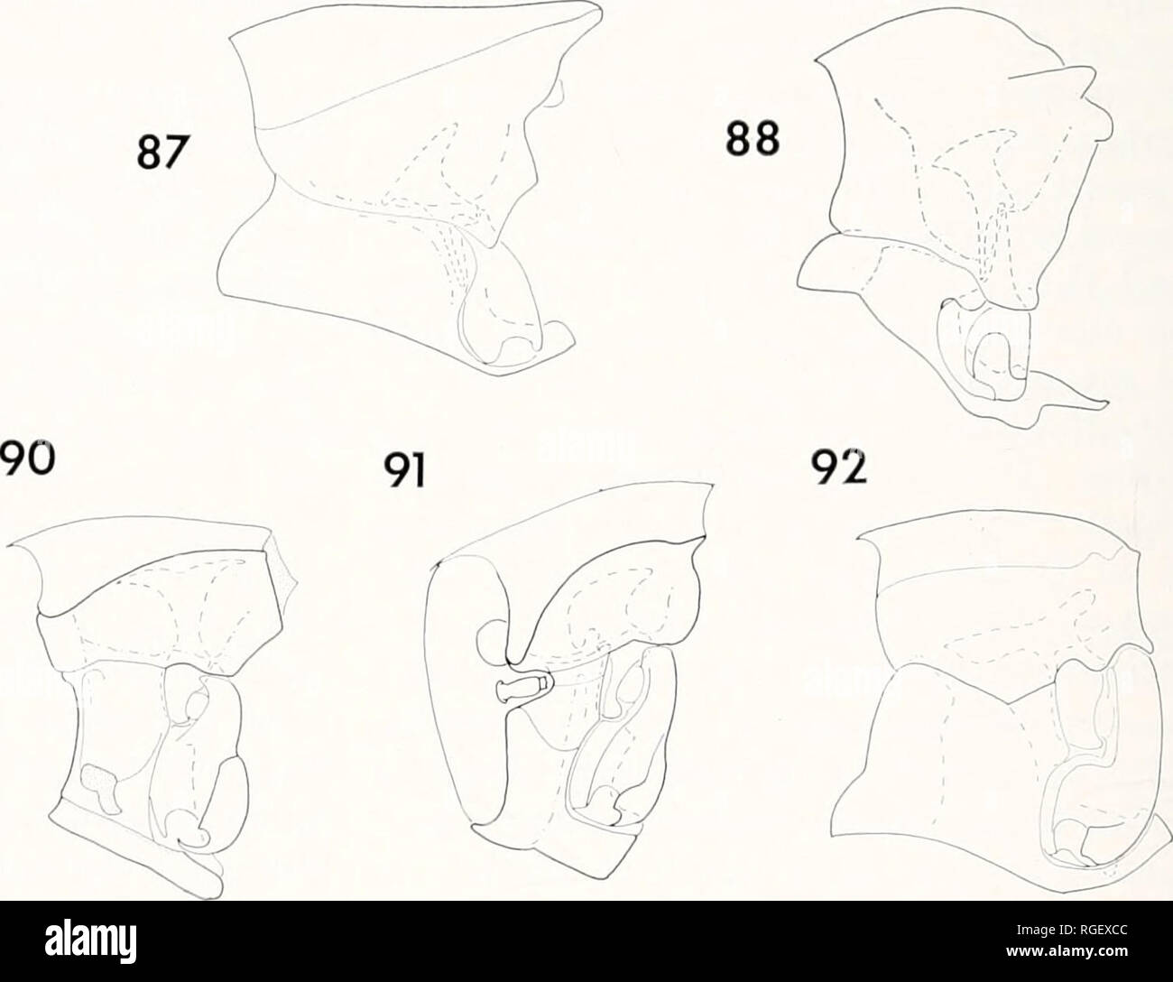 Aedeagus lateral view: 90, 92, 94, 96, 98, 100; parameres dorsal