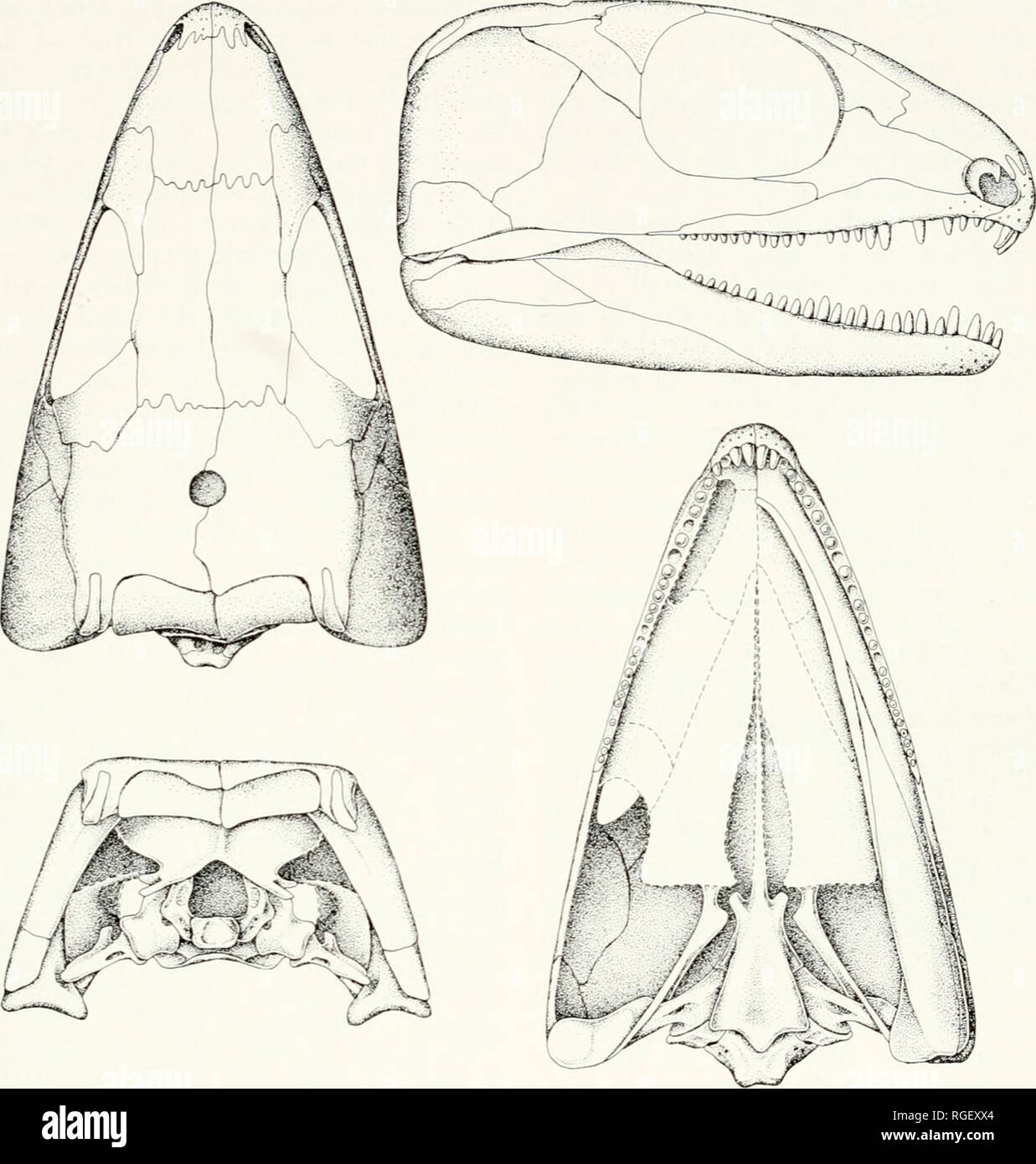 . Bulletin of the Museum of Comparative Zoology at Harvard College. Zoology. Permian Romeriid Reptiles • C^laik and CarroU 373. Figure 9. Type of Romeria primus, n. sp., MCZ 1963. Restoration of skull in dorsal, lateral, occipital, and palatal views. Smooth appearance of skull roof is not natural. Sculpturing was removed during preparation. lobulars are missing. There is no evidence for ectopterygoid. 'X.lVj. cies and or a shift in the va' prey was cap- tured and ingested. The specimen from the Moran is clearl- closeh- related to Romeria texana from the oerling Putnam Formation. Although  Stock Photo