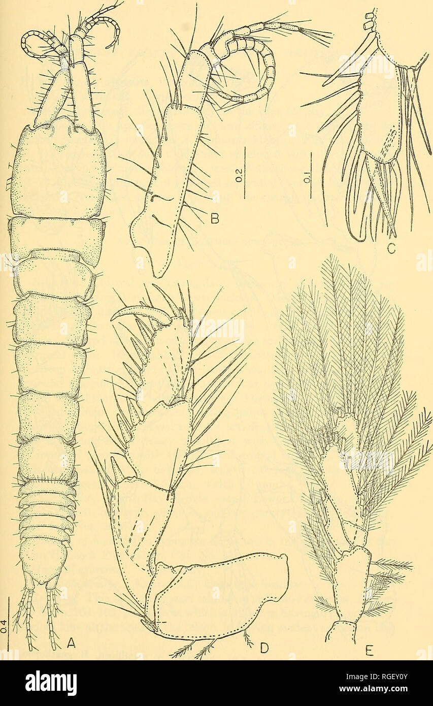 . Bulletin of the Museum of Comparative Zoology at Harvard College. Zoology.   Fig. 3. Apseudes perma;, n.sp.,holotype, A. toto,B. first antenna, C. apical joints of third peraeopod, D. second peraeopod, E. first pleopod. Figures with sLmiJar magnification,A; B, D; C, E.. Please note that these images are extracted from scanned page images that may have been digitally enhanced for readability - coloration and appearance of these illustrations may not perfectly resemble the original work.. Harvard University. Museum of Comparative Zoology. Cambridge, Mass. : The Museum Stock Photo