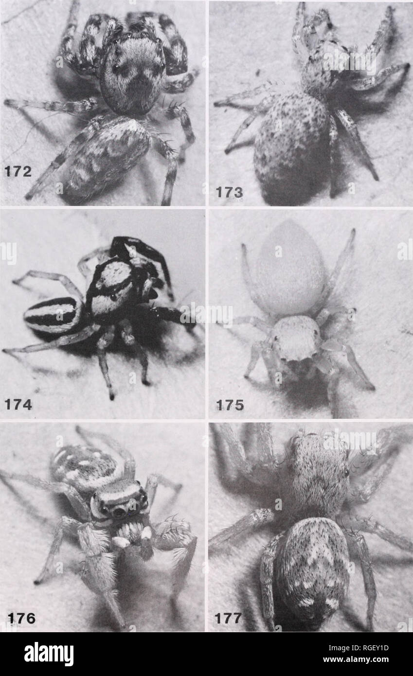 . Bulletin of the Museum of Comparative Zoology at Harvard College. Zoology. Pelegrina Jumping Spiders • Maddison 347. Figures 172-177. Photographs of living Pelegrina, Nagaina, and Metaphidippus mannii group species. 172, 173. Pelegrina Orestes (sp. 38; Arizona: Madera Canyon). 172. Male. 173. Female. 174, 175. Nagaina incunda (sp. 39). 174. Male (San Luis Potosi: nr. Las Abritas). 175. Female (Tamaulipas: 99°04W, 23°00'N). 176, 177. Metaphidippus emmiltus (sp. 45; New Mexico: Guadalupe Co.). 176. Male (holotype). 177. Female (paratype).. Please note that these images are extracted from scann Stock Photo