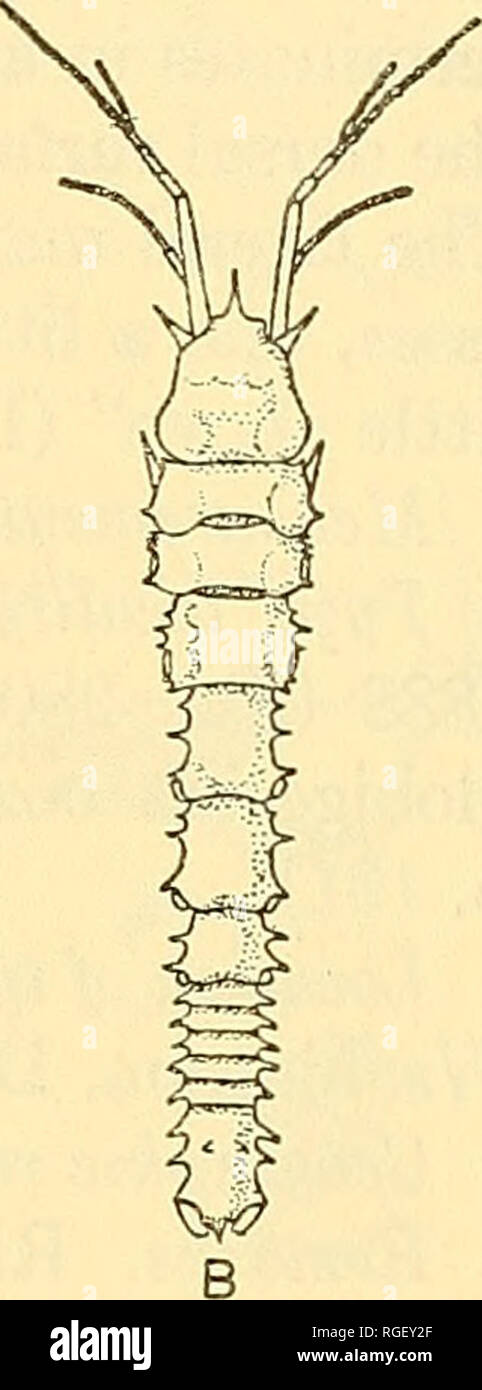 . Bulletin of the Museum of Comparative Zoology at Harvard College. Zoology. MENZIES: EASTERN PACIFIC APSEUDID CHELIFERA 447 fourth spine in front of the three lateral spines. On the dorsal surface just within the anterior lateral spines are two small spines, one on either side of the median line, and behind these at about the middle of the segment are two other small spines, one being larger and more conspicuous than the other.&quot; Fig. 1. A. Apseudes meridionalis Richardson, posterior half of body X Si (after Richardson 1912), B. Ap- seudes galapagensis Richardson, magni- fication not know Stock Photo