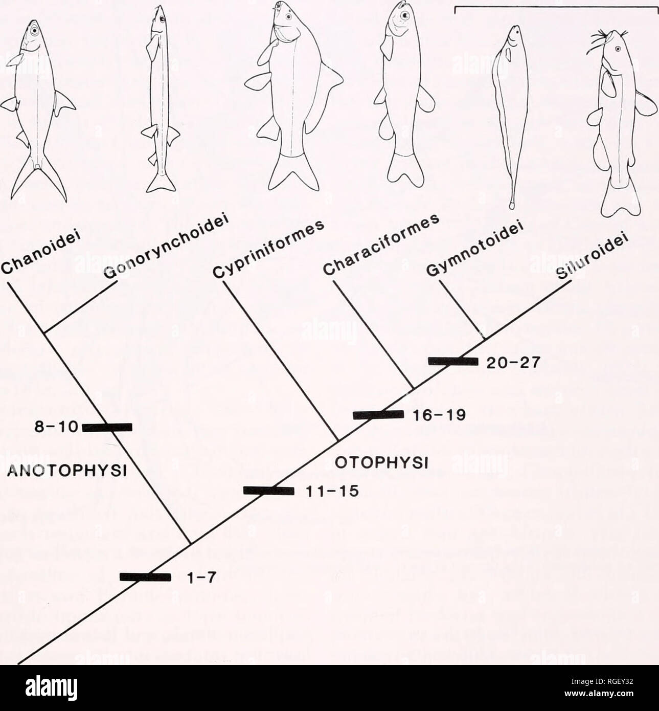 . Bulletin of the Museum of Comparative Zoology at Harvard College. Zoology. AcTiNOPTERYGiAN Interrelationships • Ijnulcr (ind IJcm 137 OSTARIOPHYSI Siluriformes. 20-27 16-19 OTOPHYSI 11-15 Figure 30. Phylogeny of the ostariophysan fishes (after Finl&lt; and Fink, 1981). Only a few of the many characters used by Fink and Fink (1981) to support this cladogram are presented here. The characters are; 1, loss of dermopalatine; 2, the swinnbladder is divided into a smaller anterior and a larger posterior chamber and the pneumatic duct enters the bladder near the apposition of the two swimbladder ch Stock Photo