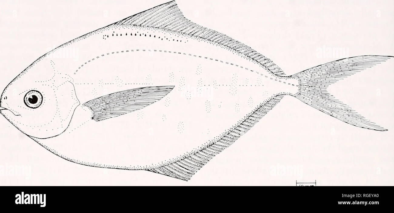 . Bulletin of the Museum of Comparative Zoology at Harvard College. Zoology. 198 Bulletin Museum of Comparative Zoology, Vol. 140, No. 5. lo min Figure 21. Peprilus triacanthus, 157.8 mm SL, fish market, Cambridge, Massachusetts. 1641, 24 February I960); MCZ uncat. (11:115.0-183.5, Waquoit, Mass.); MCZ uncat. (15:20.5-40.8, E of Long Island, N. Y., 40°46'N, 70°55'W, 5 m, EUGENIE VIII, Cr. 8, Sta. 1, 19-20 August 1961, plankton net on end of longline, 2 CS); *MCZ un- cat. (4:122.5-153.0, E of Long I., N. Y., 40°01'N, 71°23'W, bottom to 128 m, CAP'N BILL III, Cr. 65-1, Bait sta. 1, 5 May 1965);  Stock Photo