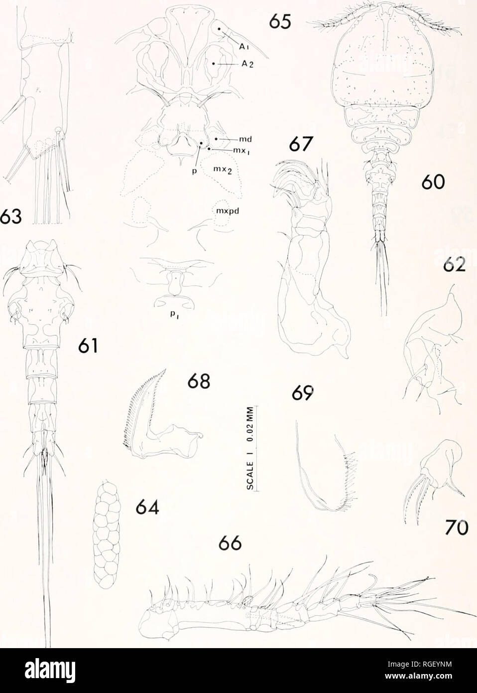 . Bulletin of the Museum of Comparative Zoology at Harvard College. Zoology. 406 Bulletin Mti.scuiii of Comparative Zoology, Vol. 135, No.. Figures 60-70. Nosomo/gus f'lrmus n. sp., female. 60, dorsal (H); 61, urosome, dorsal (G); 62, area of attachment of egg sac, dorsal (C); 63, caudal ramus, dorsal (F); 64, egg sac (H); 65, median part of ceptialosome, ventral (E); 66, first antenna, ventrol (D); 67, second antenna, anterior (C); 68, mandible, ventral (C); 69, paragnath, ventral (I); 70, first maxilla, anteroventral (F).. Please note that these images are extracted from scanned page images  Stock Photo